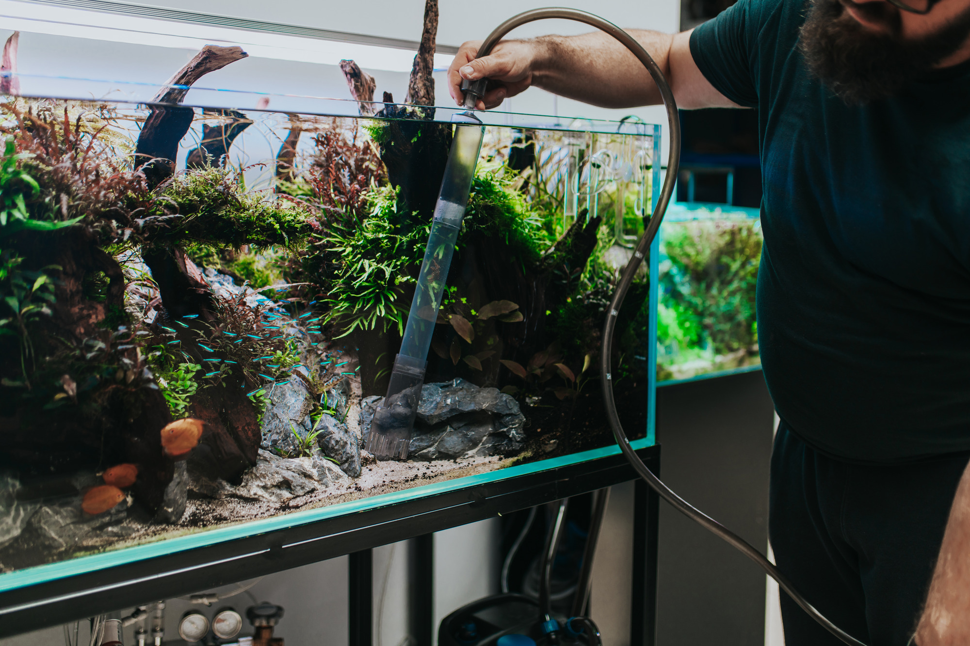 Wasserwechsel und Mulm absaugen im bepflanzten Aquarium