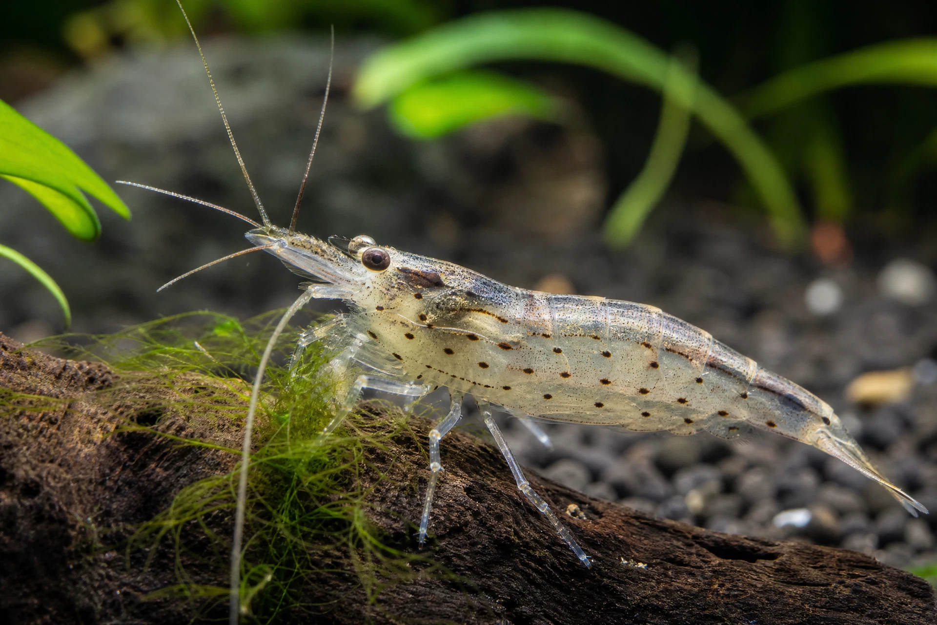 Amanogarnele (Caridina multidentata)