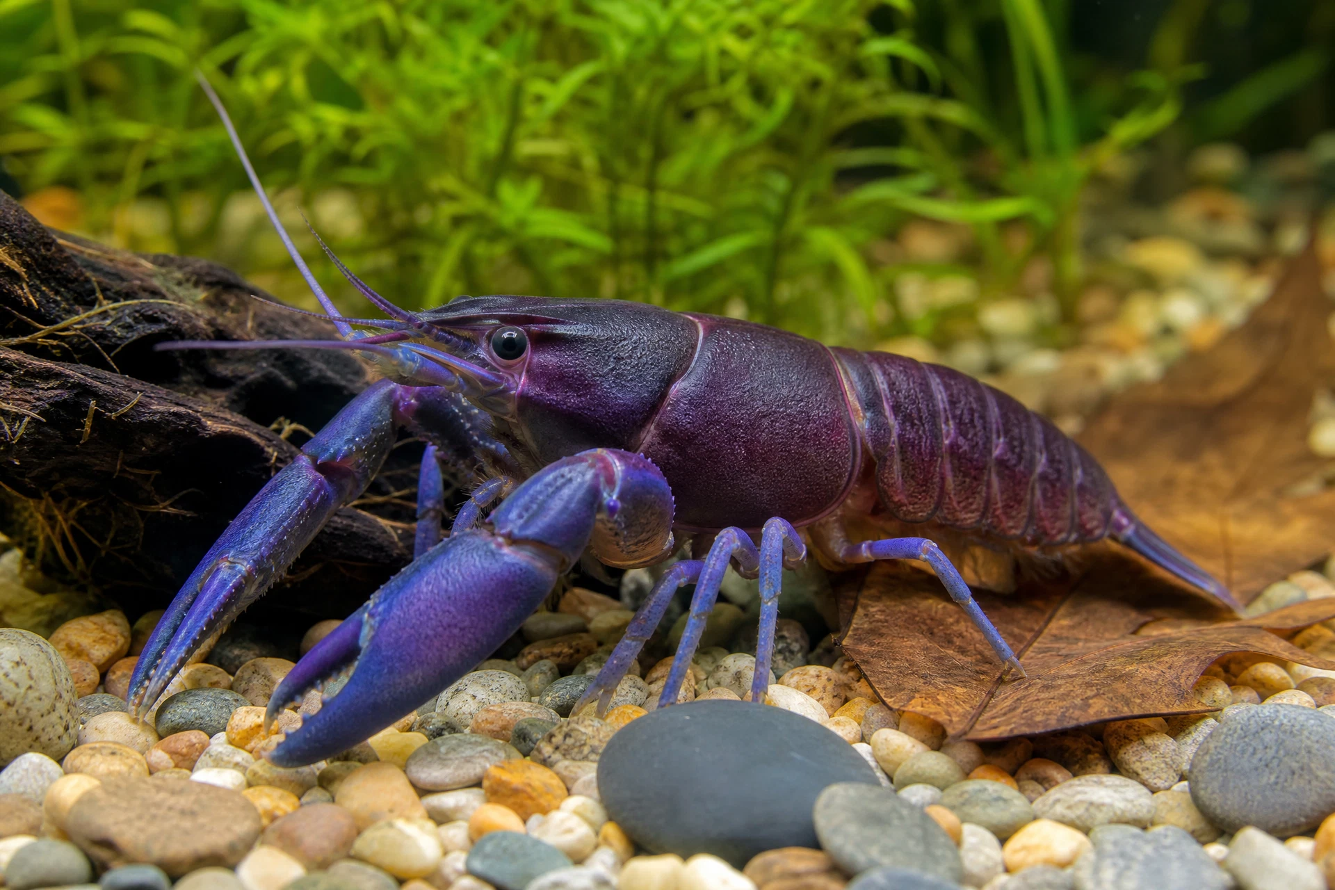 Amethyst-Flusskrebs (Cherax cf. pulcher)