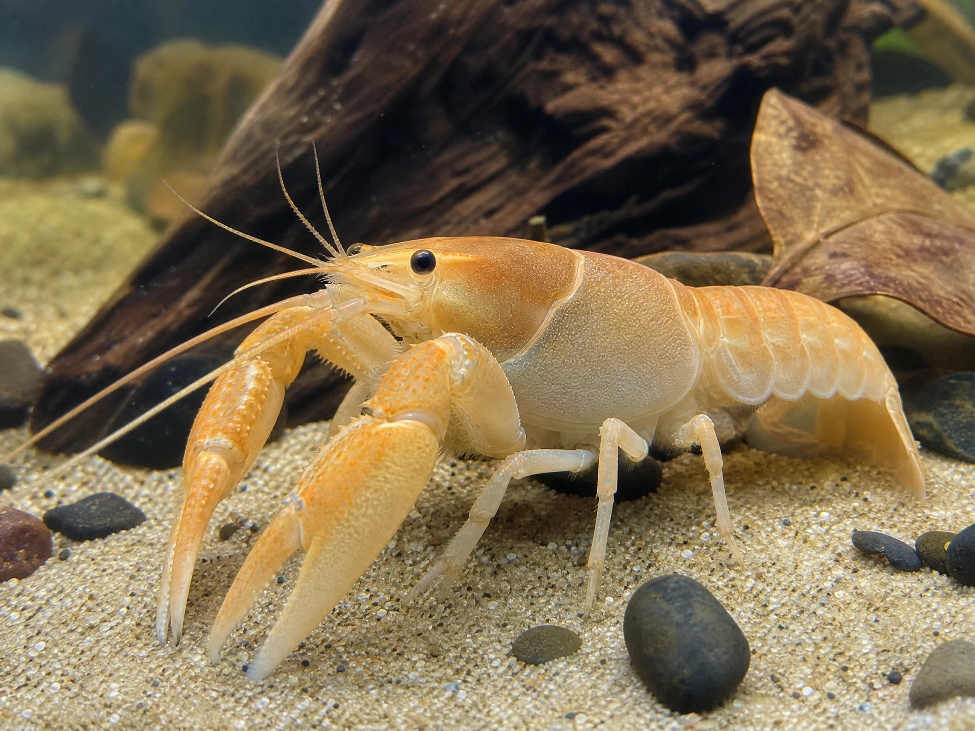 Aprikosenkrebs (Cherax holthuisi)