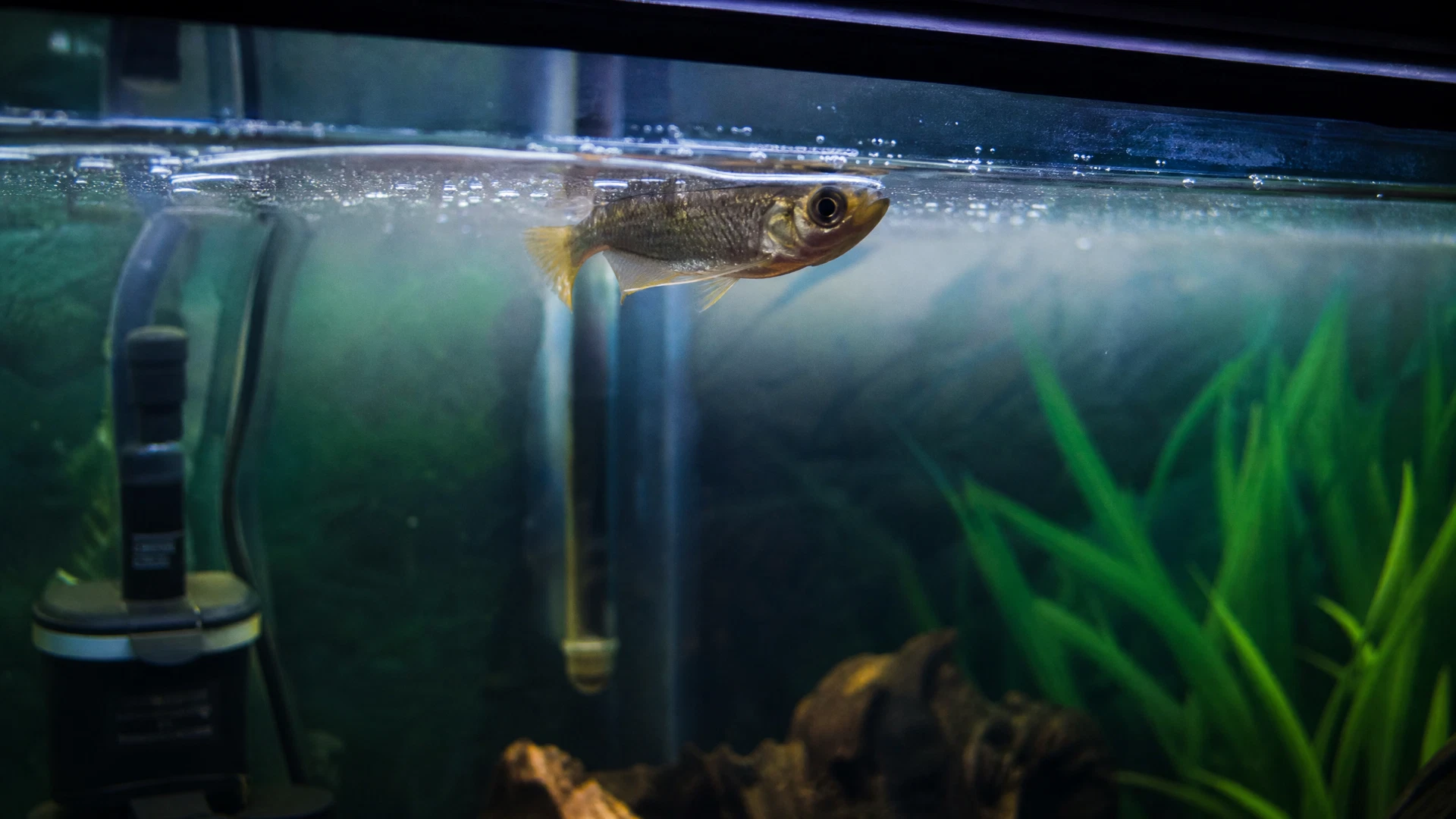 Aquarium-Notfall – Was tun wenn etwas schiefläuft