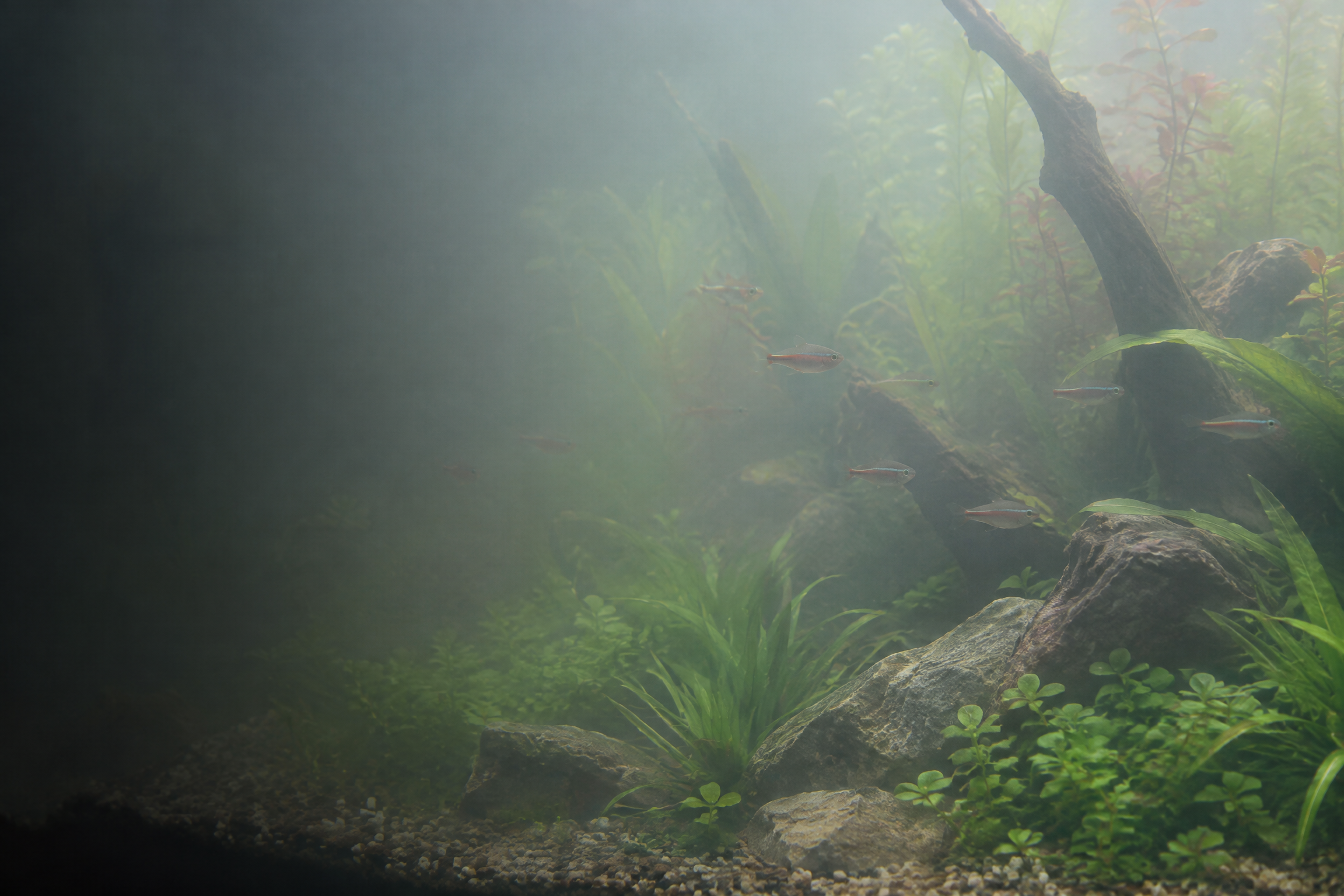 Bepflanztes Aquarium mit gleichmäßig milchiger Wassertrübung