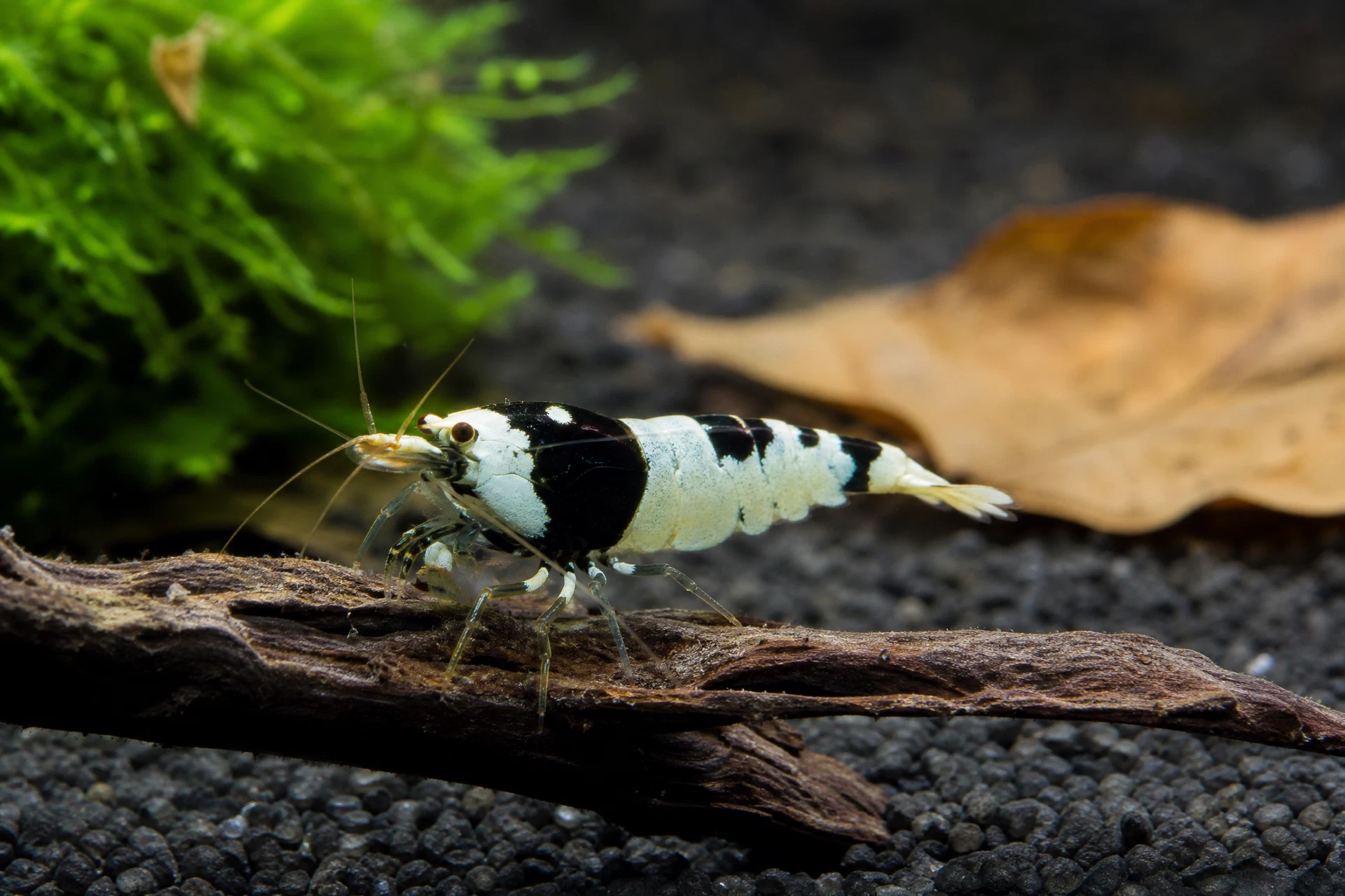 Black Panda Garnele (Caridina sp. „Taiwan Bee“)