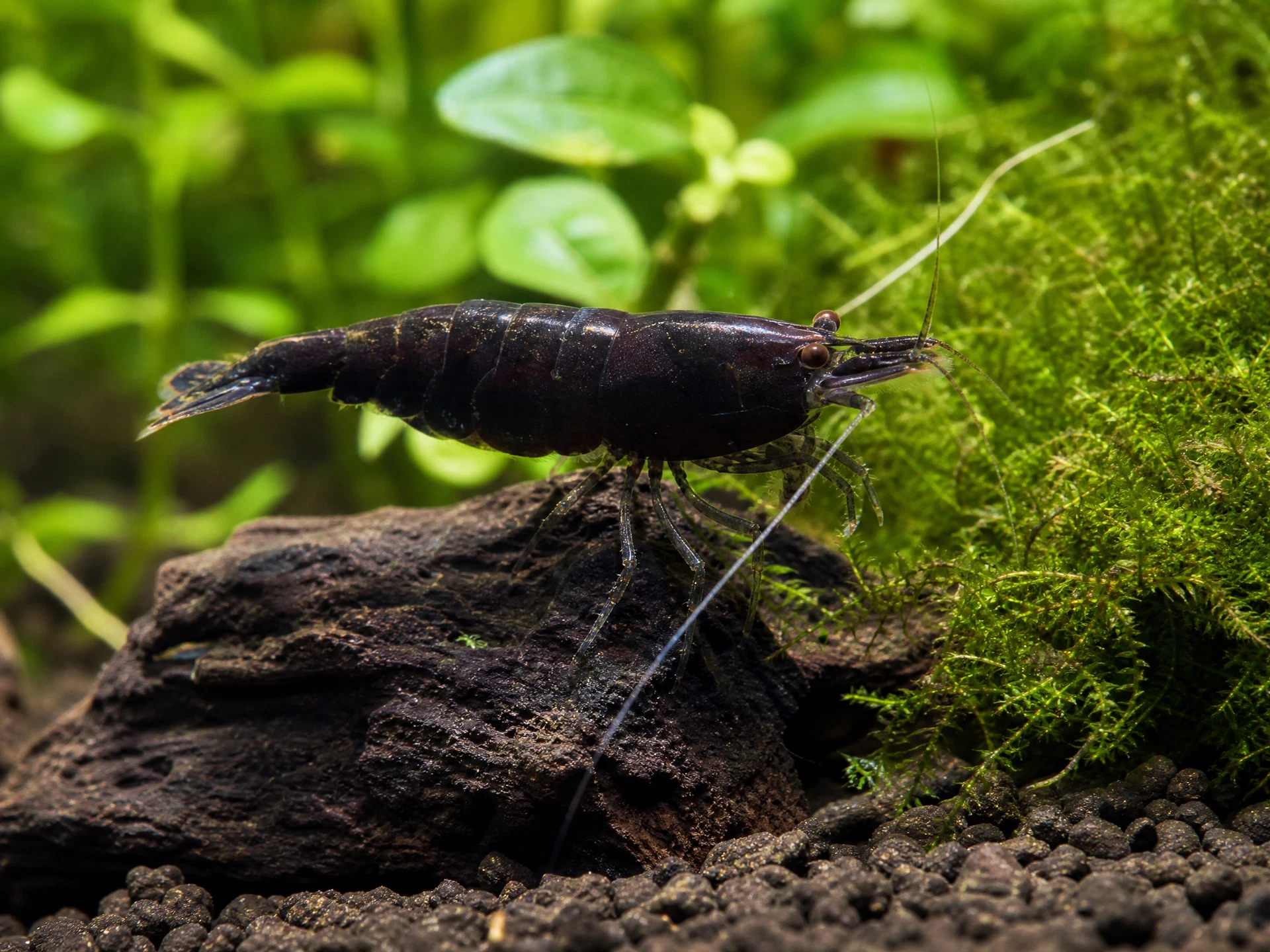Black Rose Garnele (Neocaridina davidi „Black Rose“)
