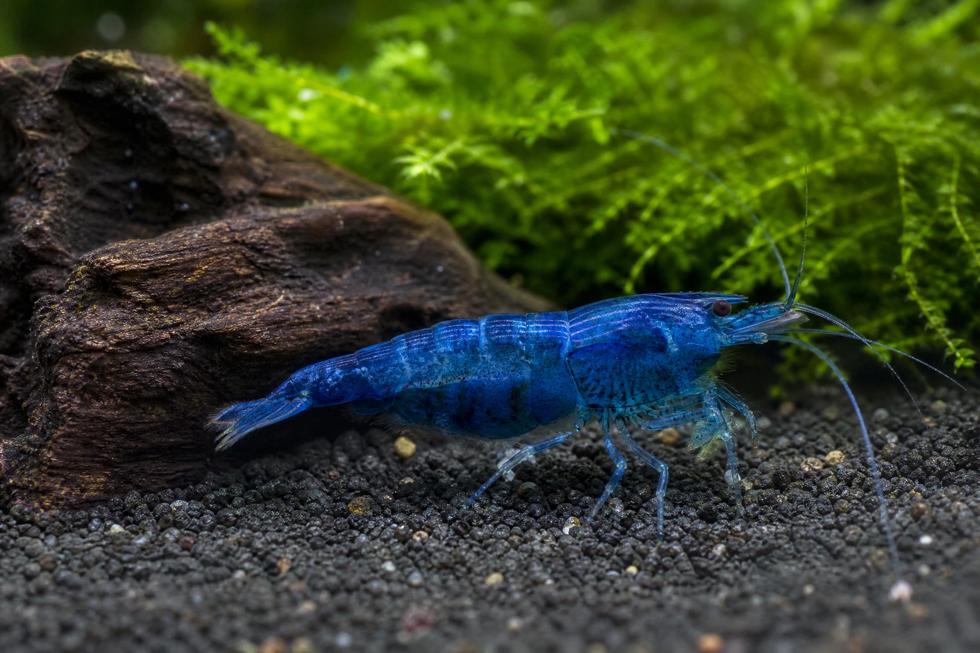 Blue Dream Garnele (Neocaridina davidi „Blue Dream“)