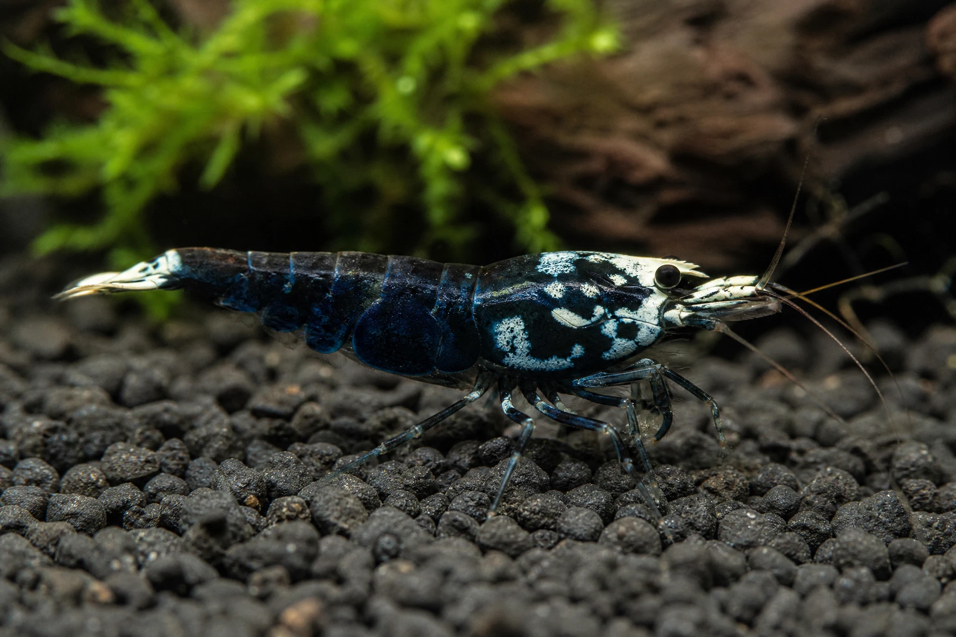Blue Shadow Mosura (Caridina sp. „Taiwan Bee“)