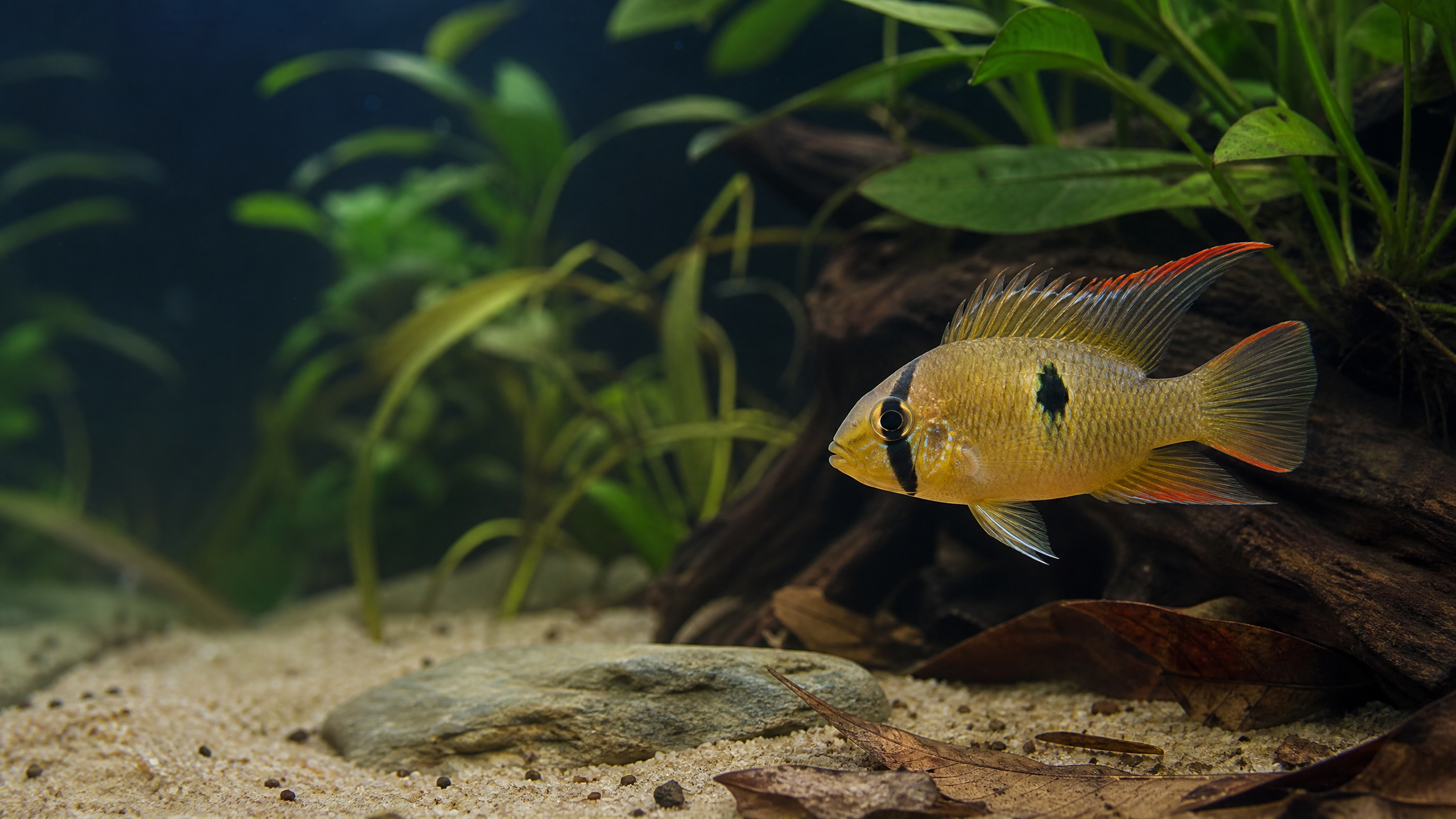 Bolivianischer Schmetterlingsbuntbarsch (Mikrogeophagus altispinosus)