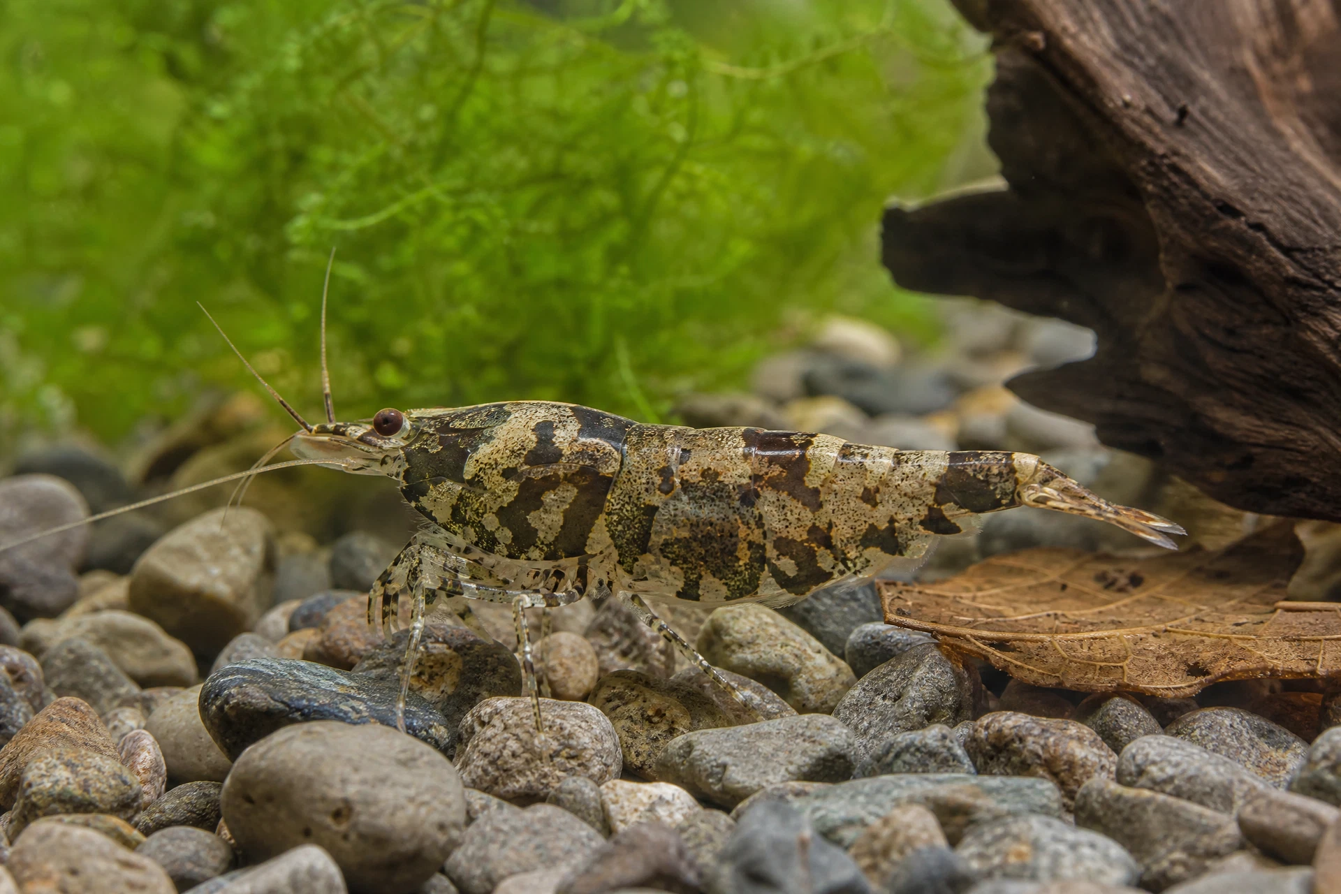 Camouflage Tigergarnele / Larrygarnele (Paracaridina meridionalis (syn. P. zijinica))