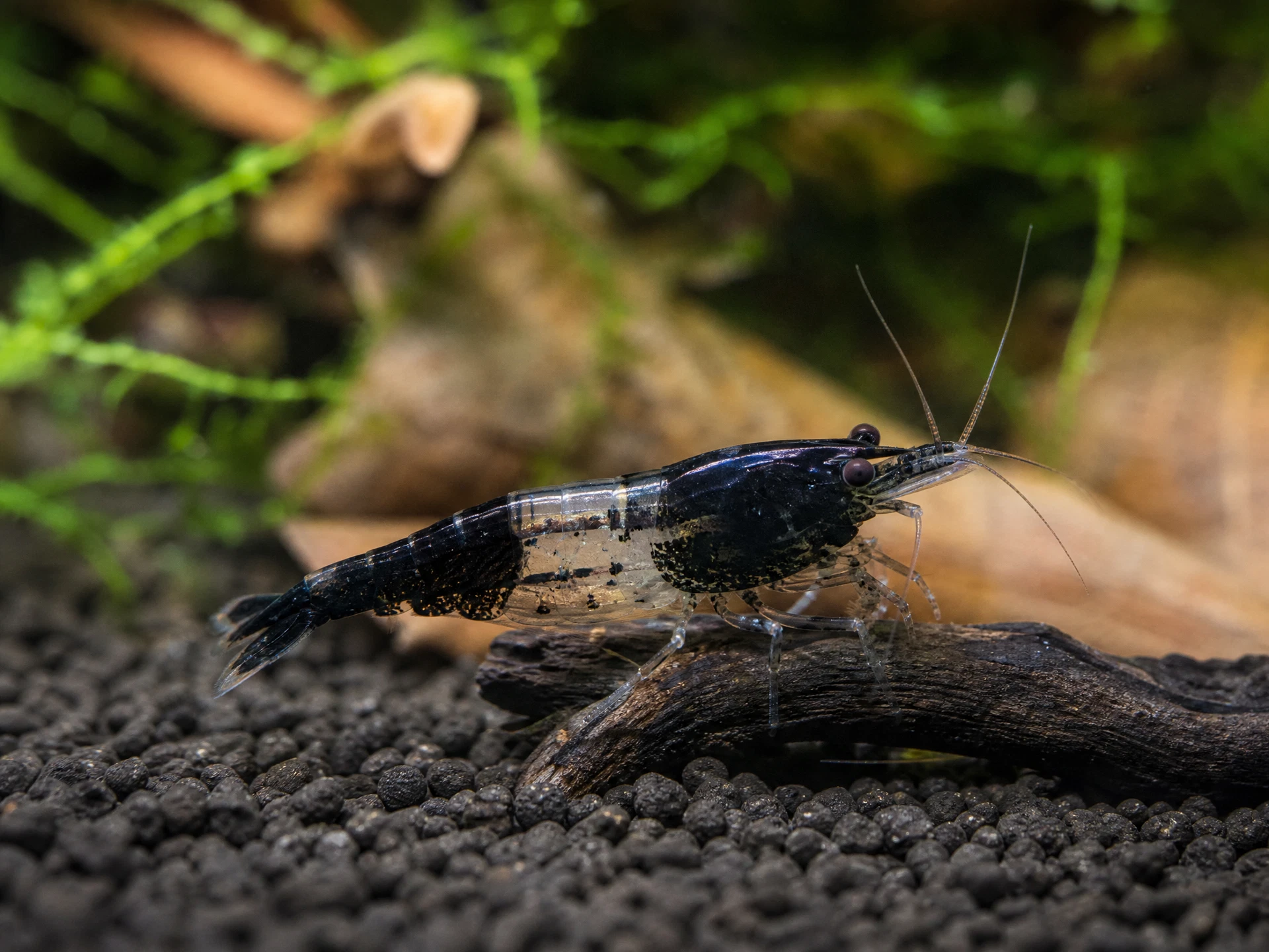 Carbon Rili Garnele (Neocaridina davidi „Carbon Rili“)