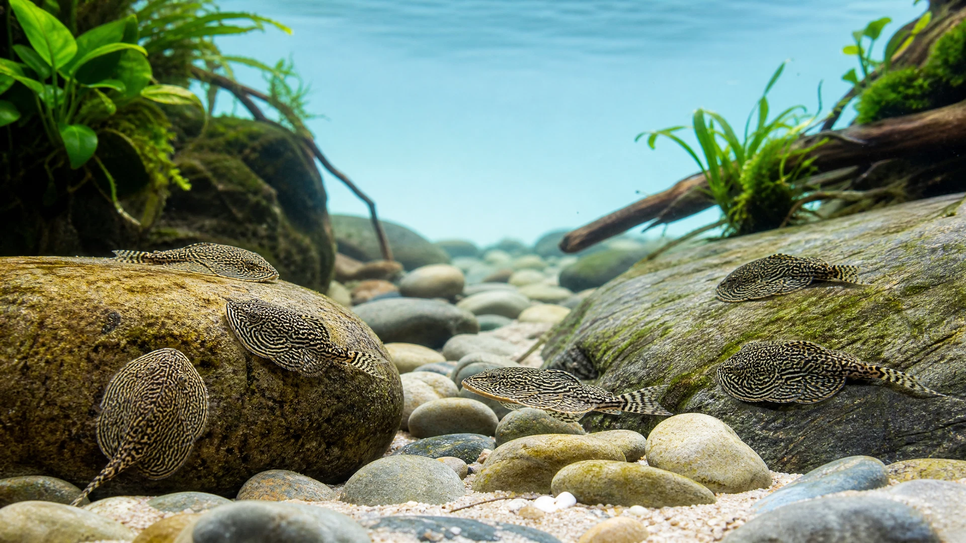 Chinesischer Flossensauger (Sewellia lineolata)
