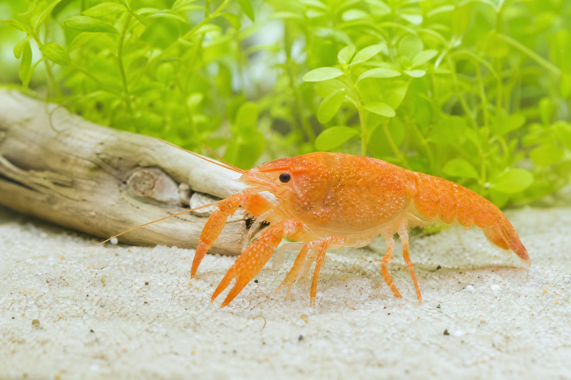 Mexikanischer Zwergflusskrebs (CPO) (Cambarellus patzcuarensis orange)