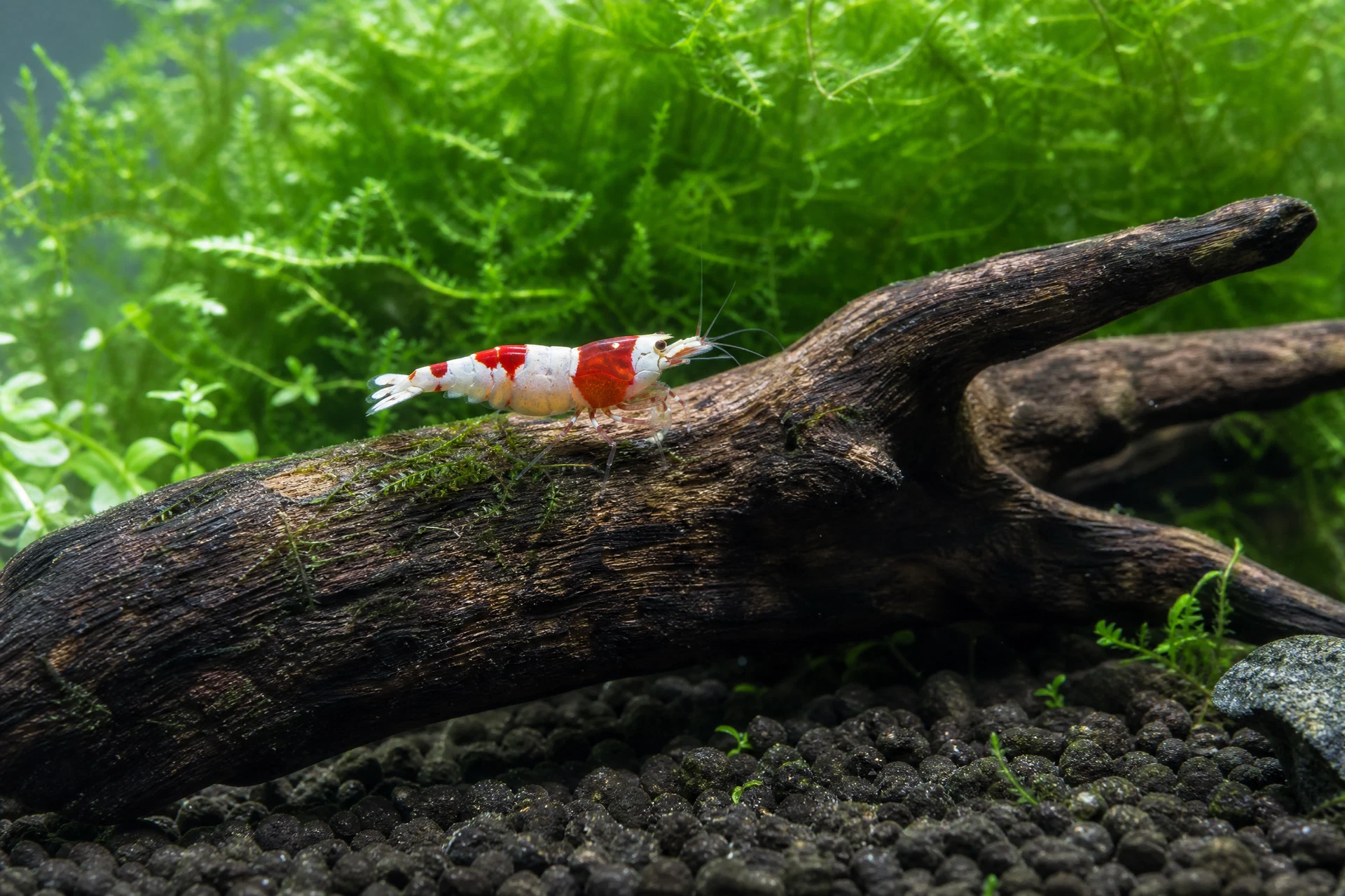 Crystal Red Garnele (Caridina logemanni „Crystal Red“)