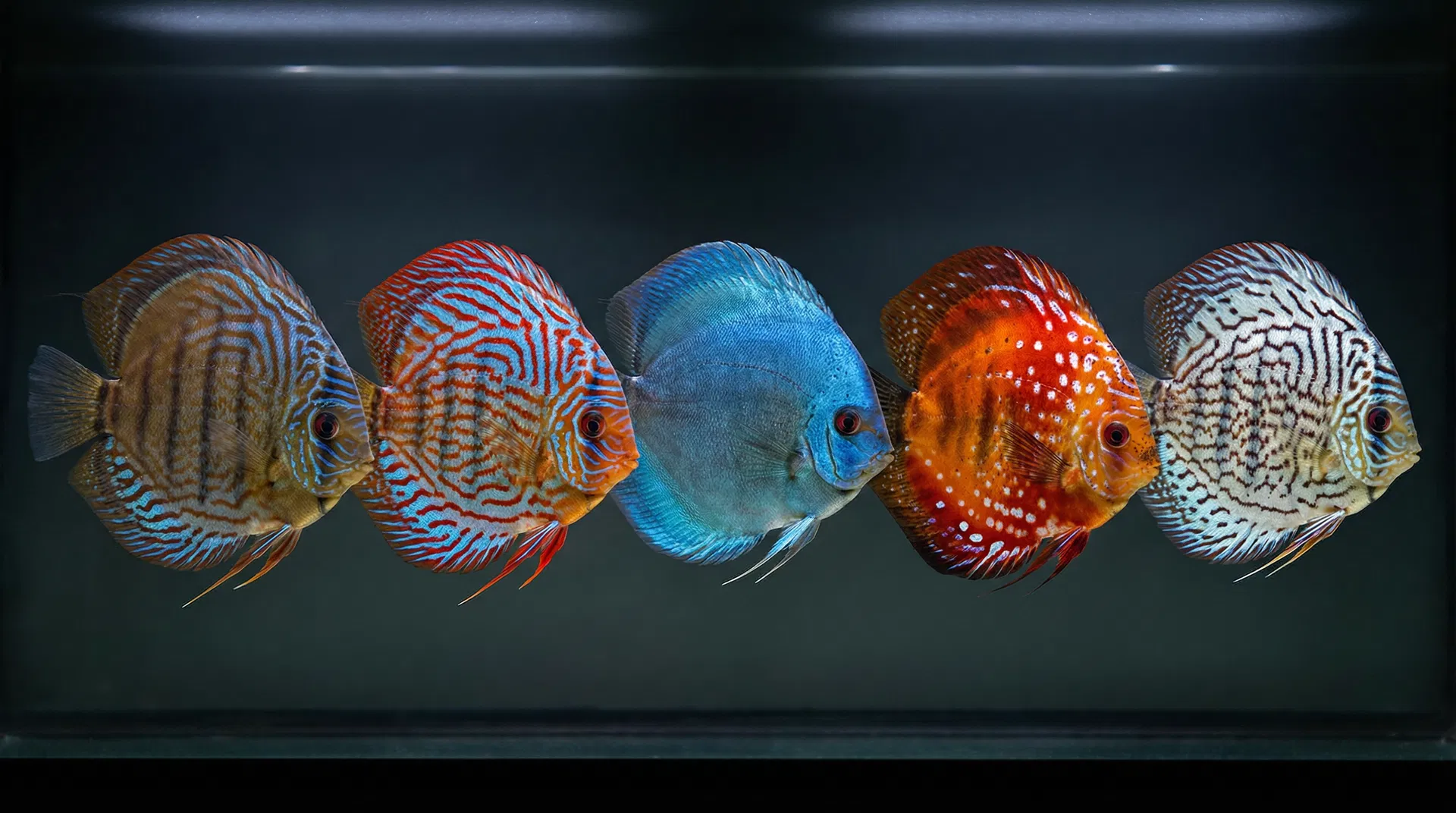 Fünf verschiedene Diskusfisch-Zuchtformen im Vergleich: Wildform, Red Turquoise, Blue Diamond, Pigeon Blood und Checkerboard