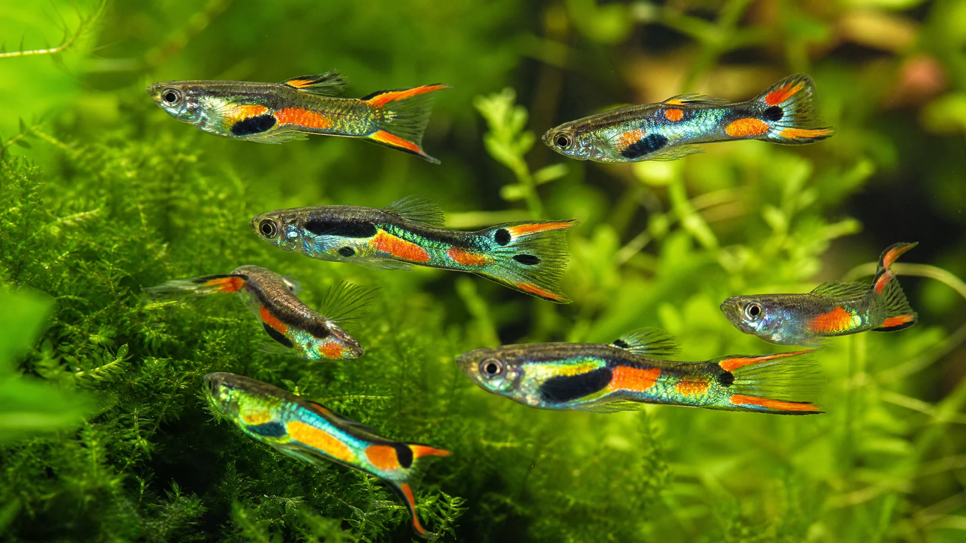 Endler-Guppy (Poecilia wingei)