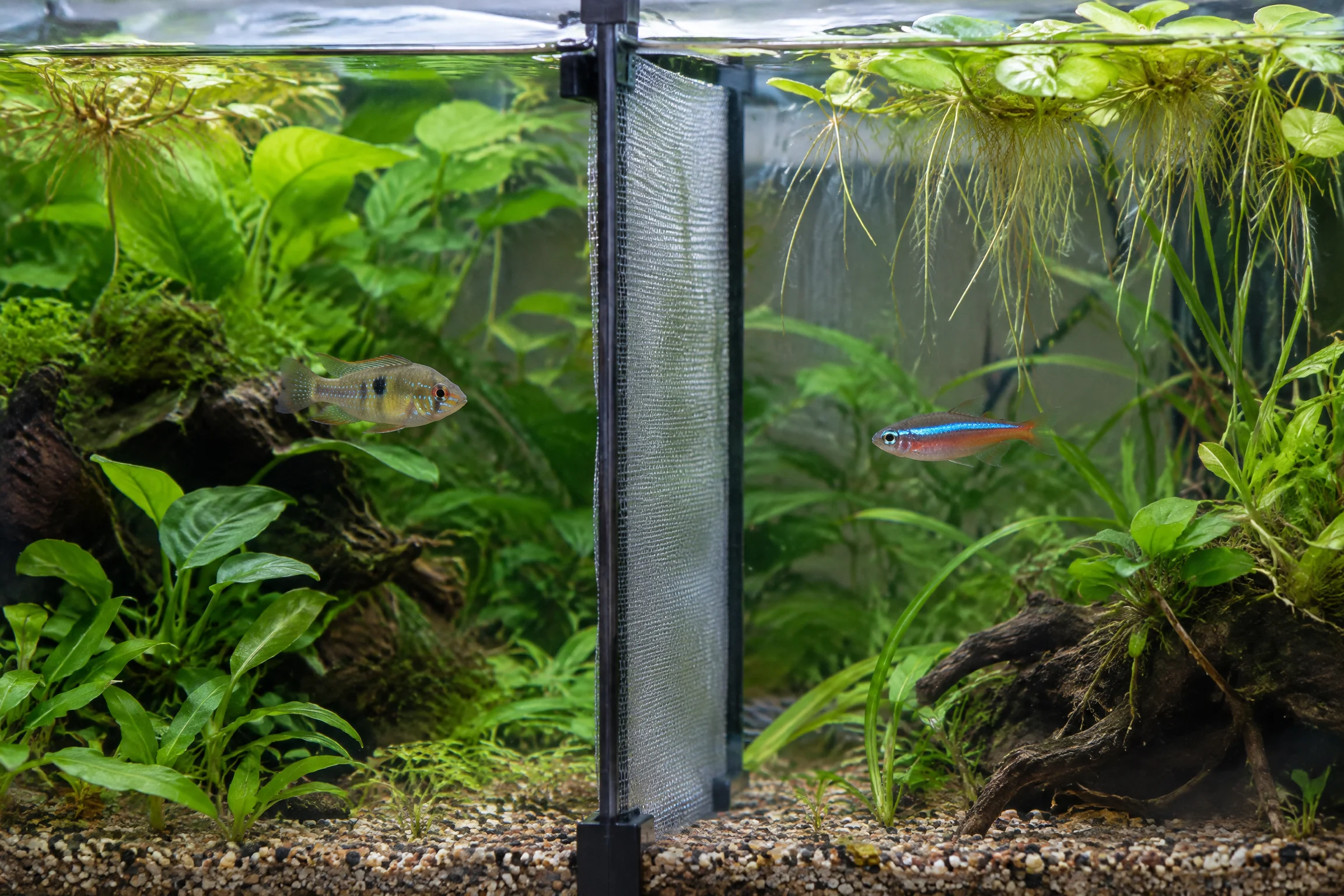 Temporäre feine Trennwand teilt ein bepflanztes Aquarium in zwei sichere Bereiche