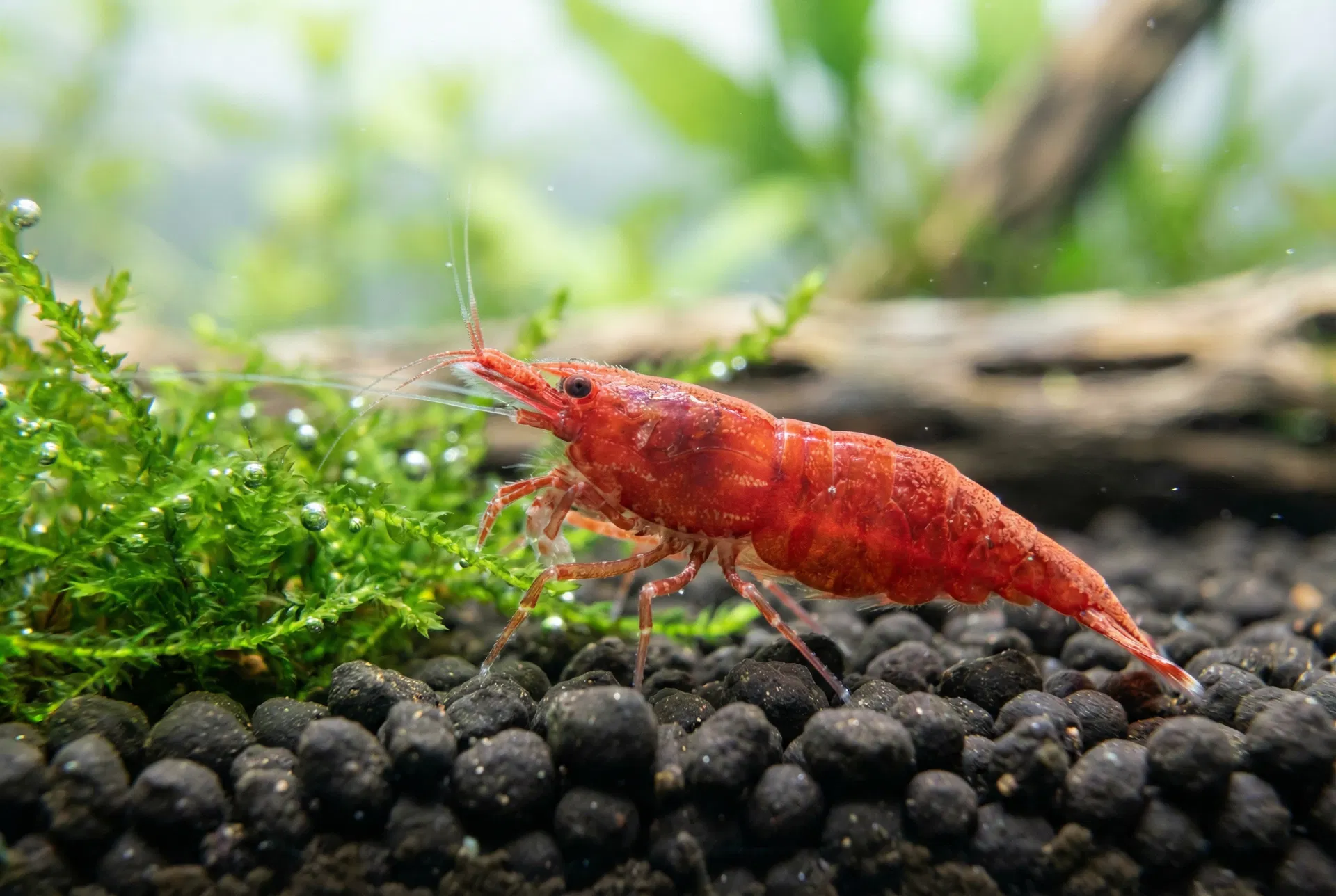 Red Fire Garnele (Neocaridina davidi „Red Fire“)