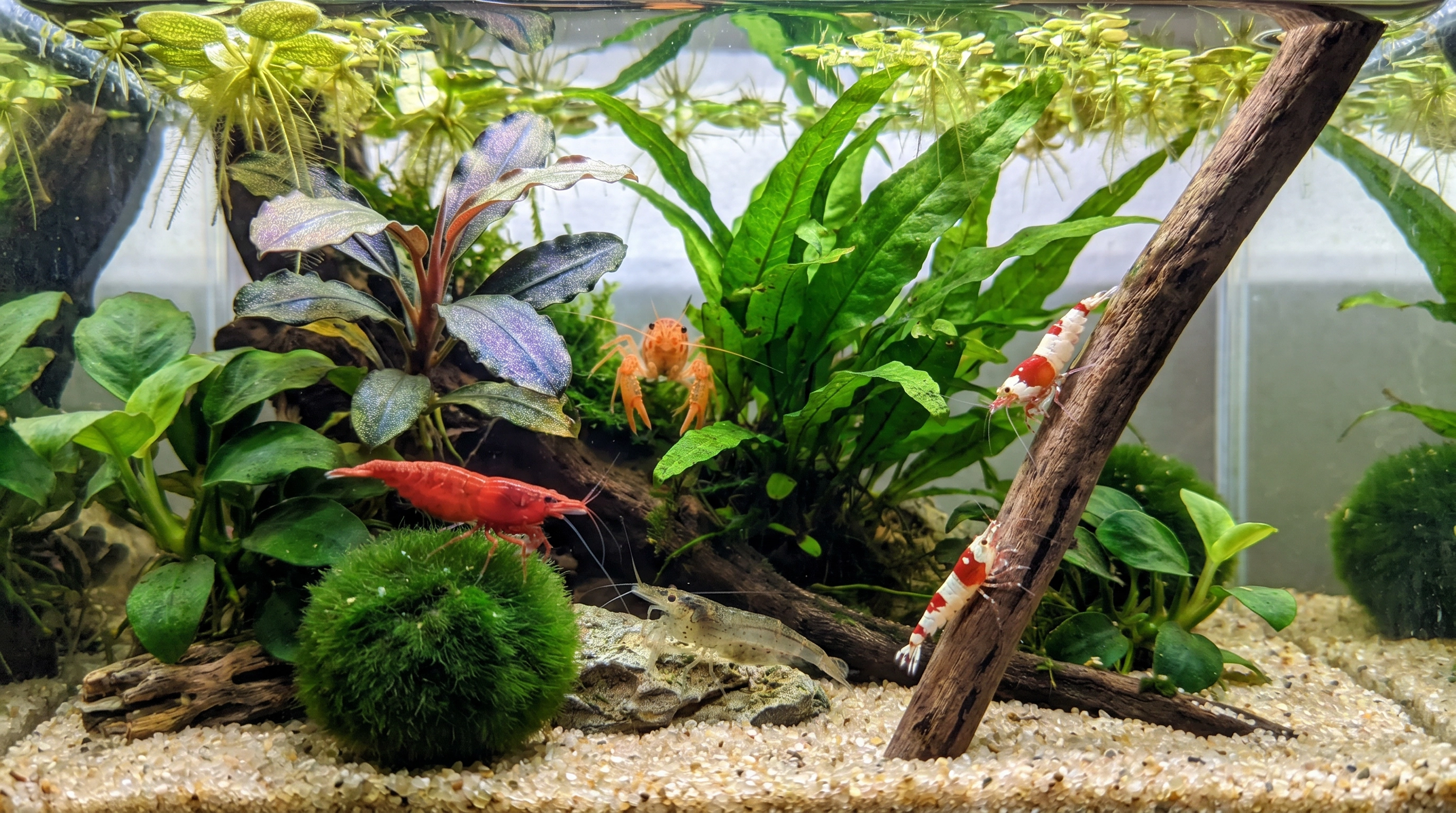 Garnelen und Krebse im Aquarium