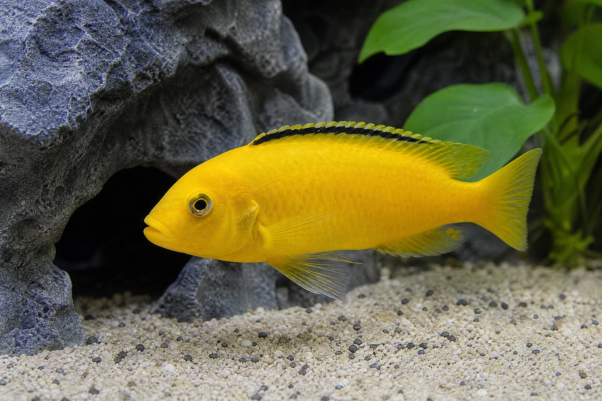 Gelber Labidochromis (Labidochromis caeruleus)