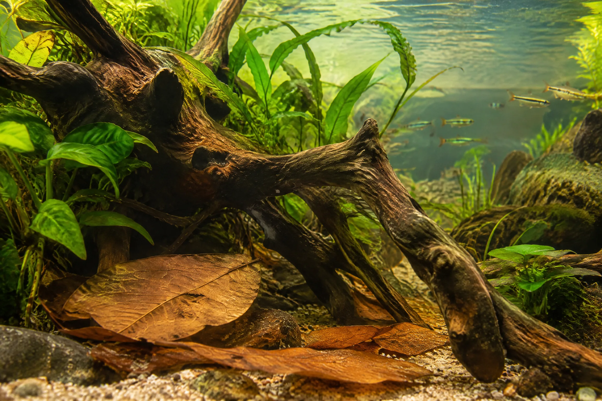 Wurzel und Laub geben in einem klaren Aquarium eine natürliche Bernsteinfärbung an das Wasser ab