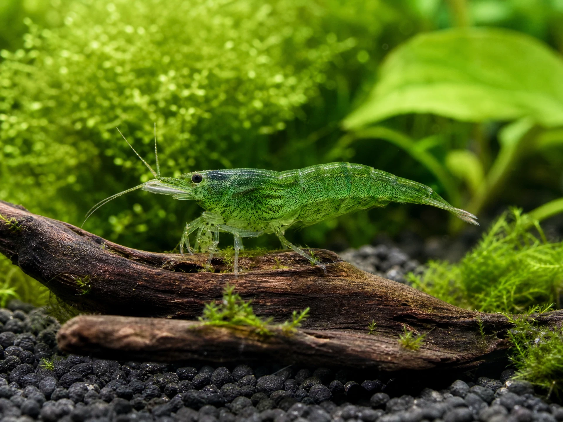 Green Jade Garnele (Neocaridina davidi „Green Jade“)