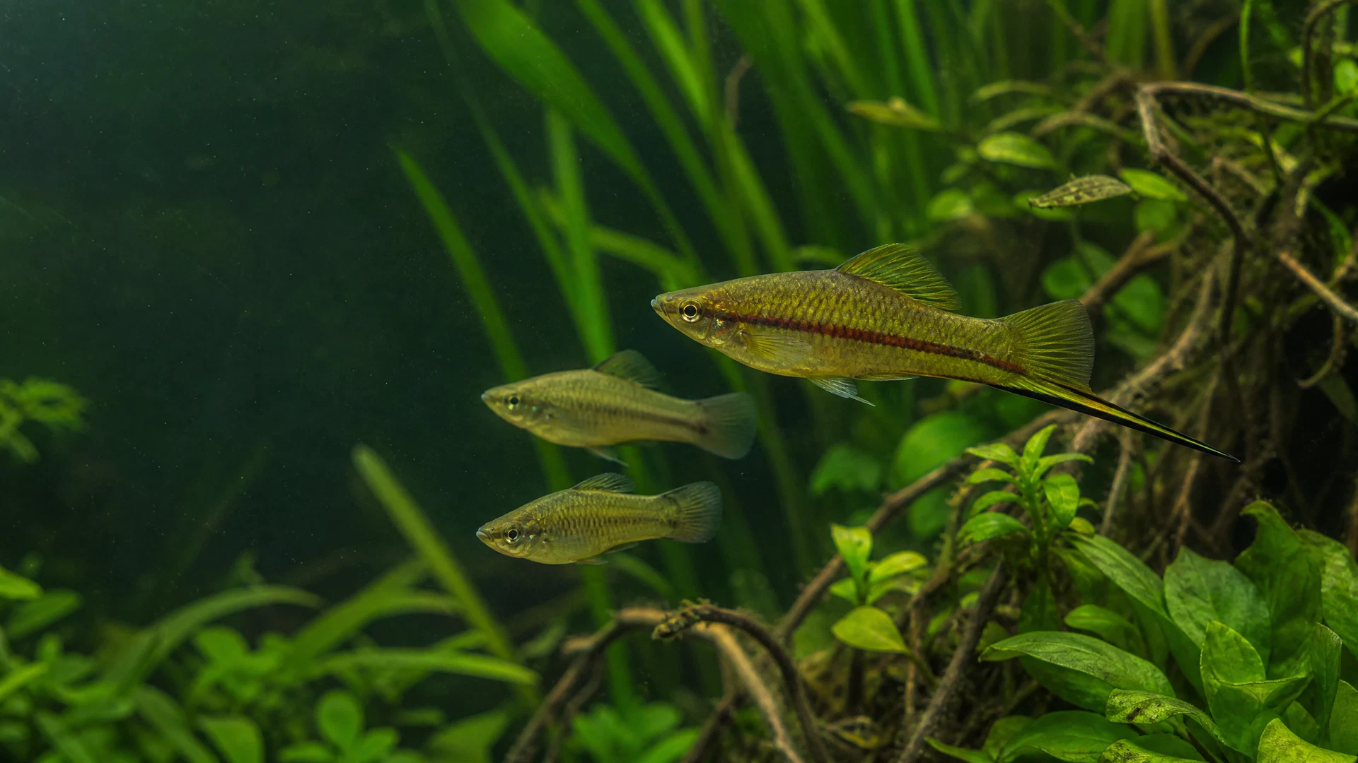 Grüner Schwertträger (Xiphophorus hellerii)
