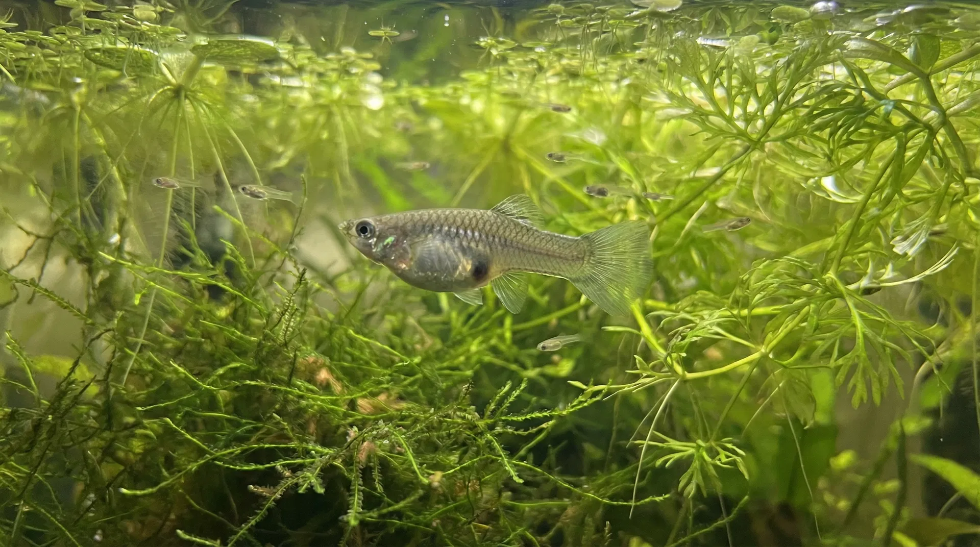 Trächtiges Guppy-Weibchen mit Jungfischen in einem bepflanzten Aquarium