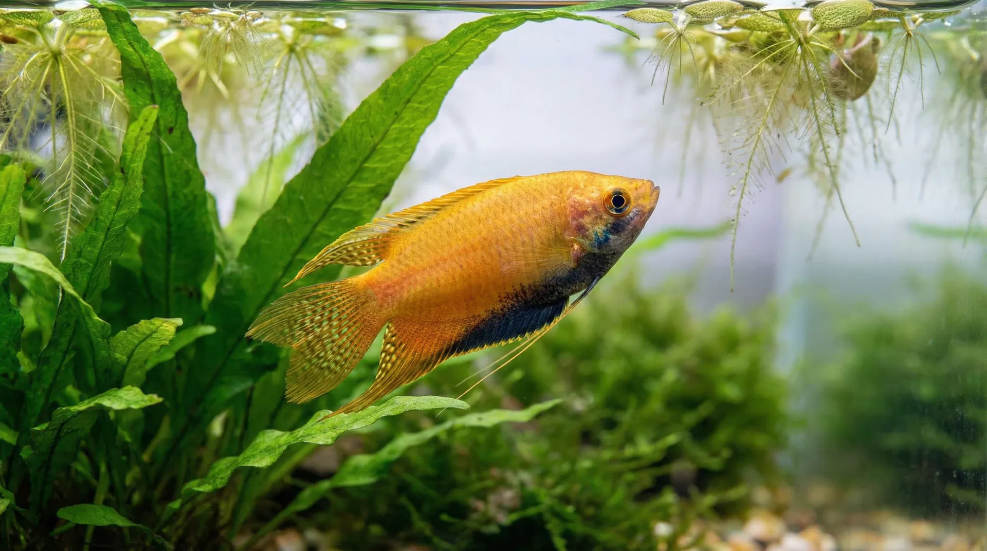 Honig-Gurami (Trichogaster chuna)