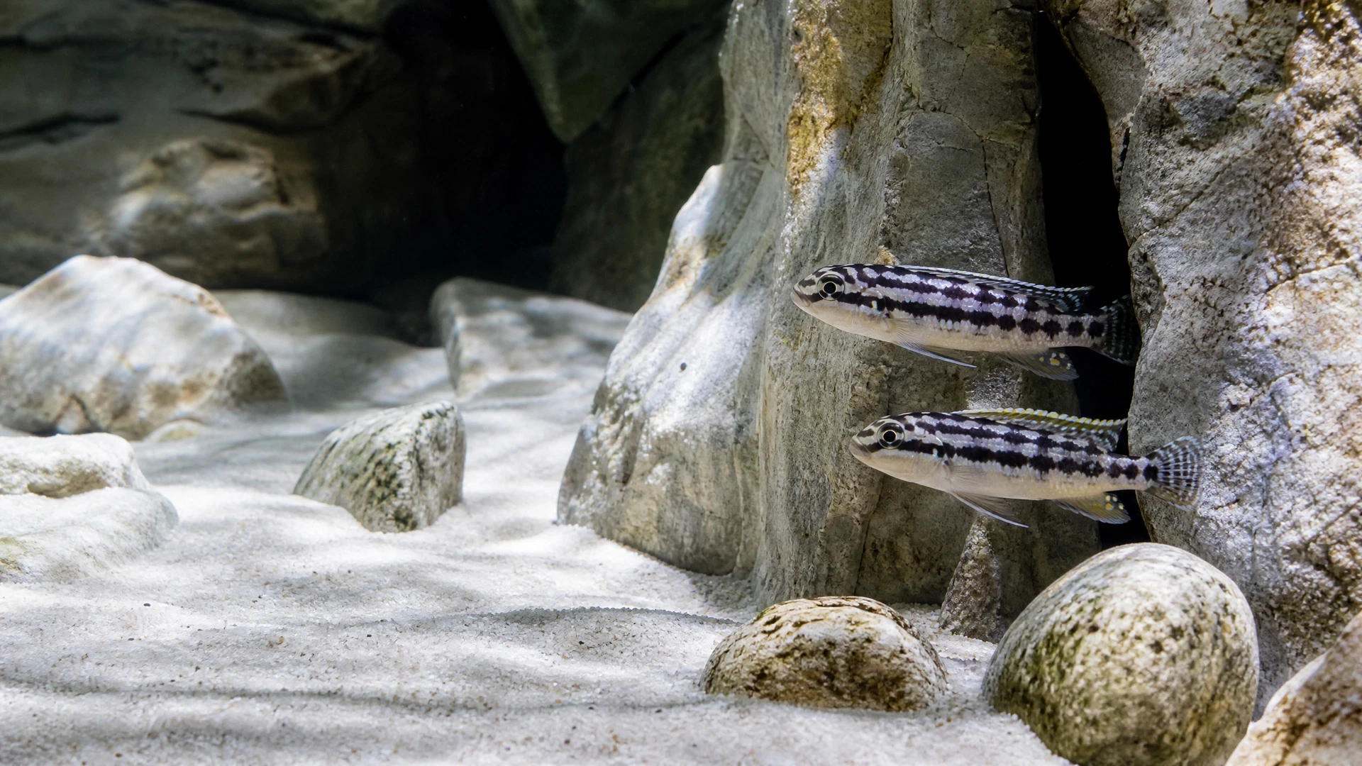 Julidochromis – Felsenbuntbarsche (Julidochromis ornatus & Julidochromis marlieri)