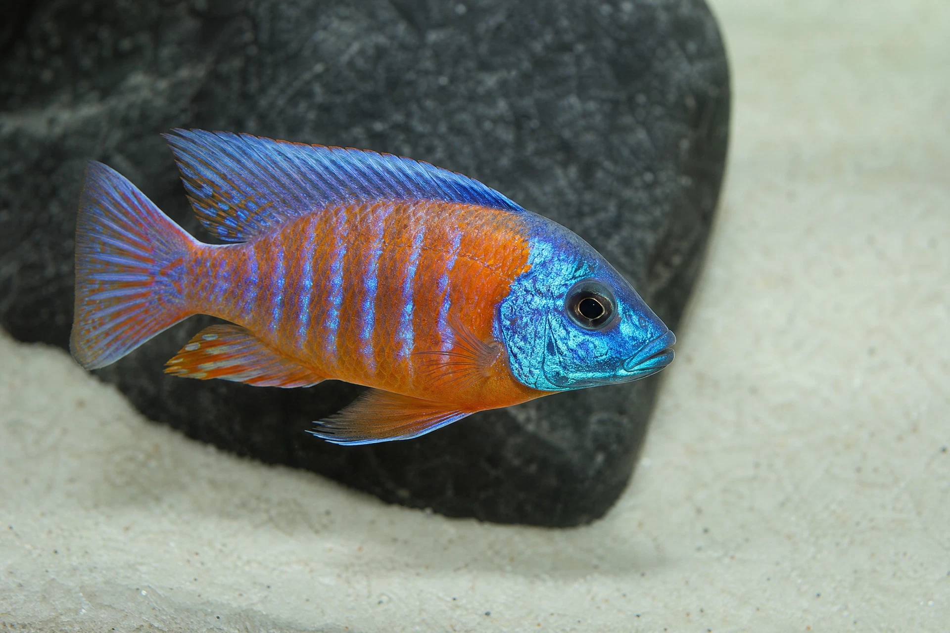 Kaiserbuntbarsch (Aulonocara sp.)