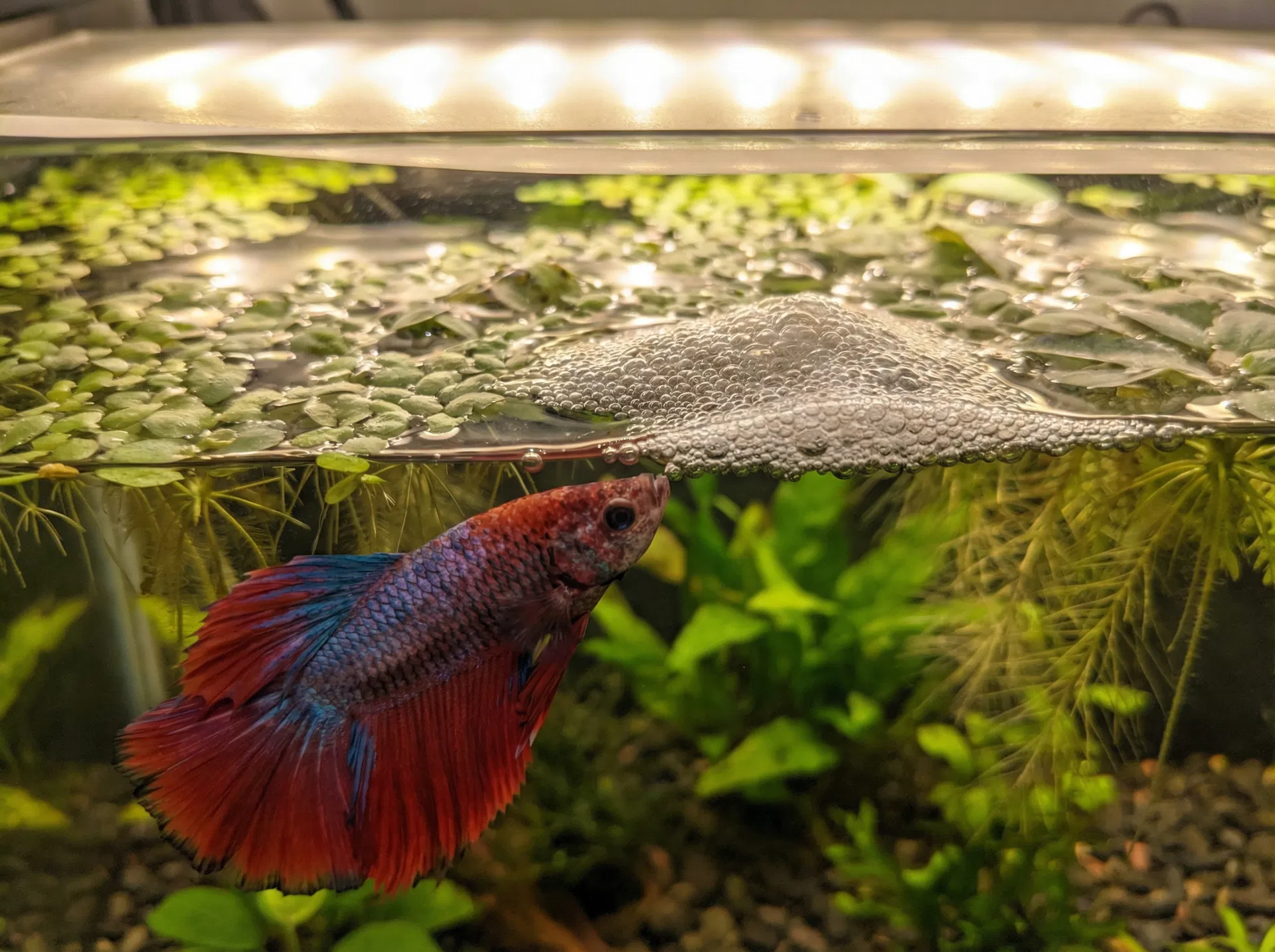 Kampffisch-Männchen bewacht sein Schaumnest in einem bepflanzten Aquarium