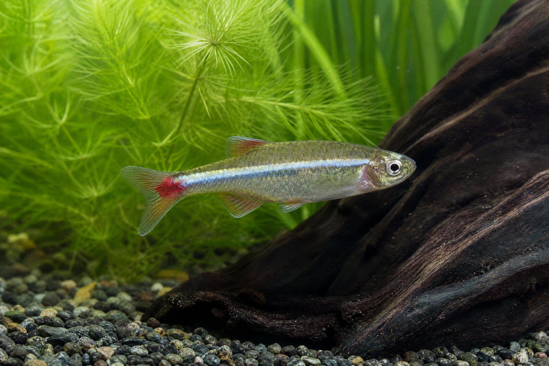 Kardinalfisch (Tanichthys albonubes)