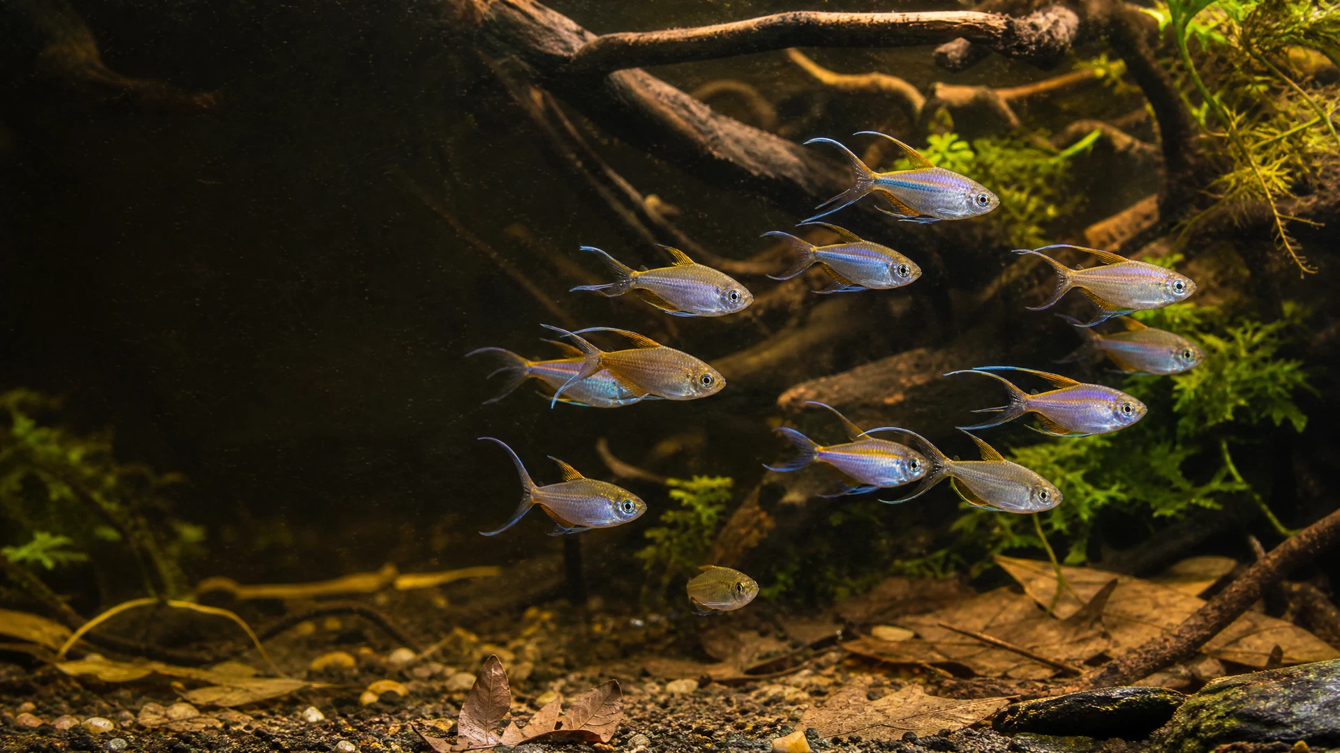 Kongosalmler (Phenacogrammus interruptus)