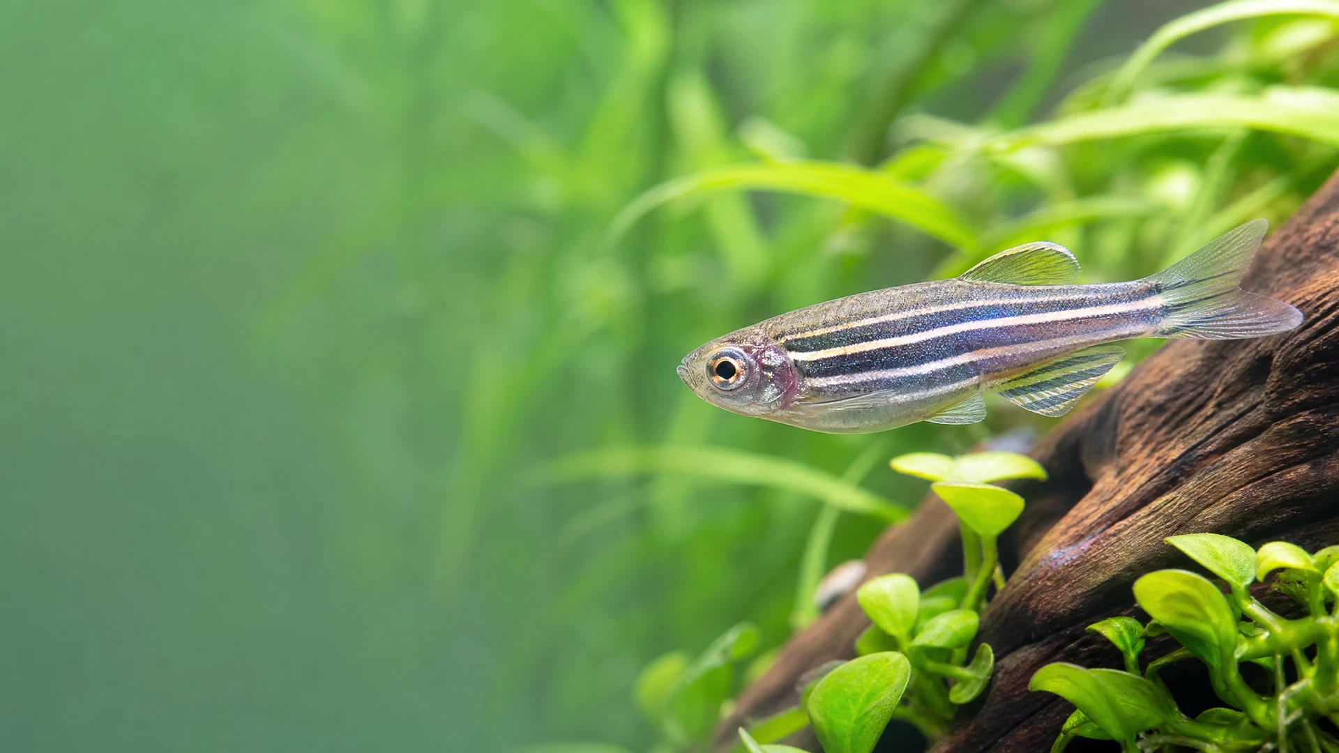 Fisch wird in einer natürlichen Aquarienumgebung aufmerksam beobachtet