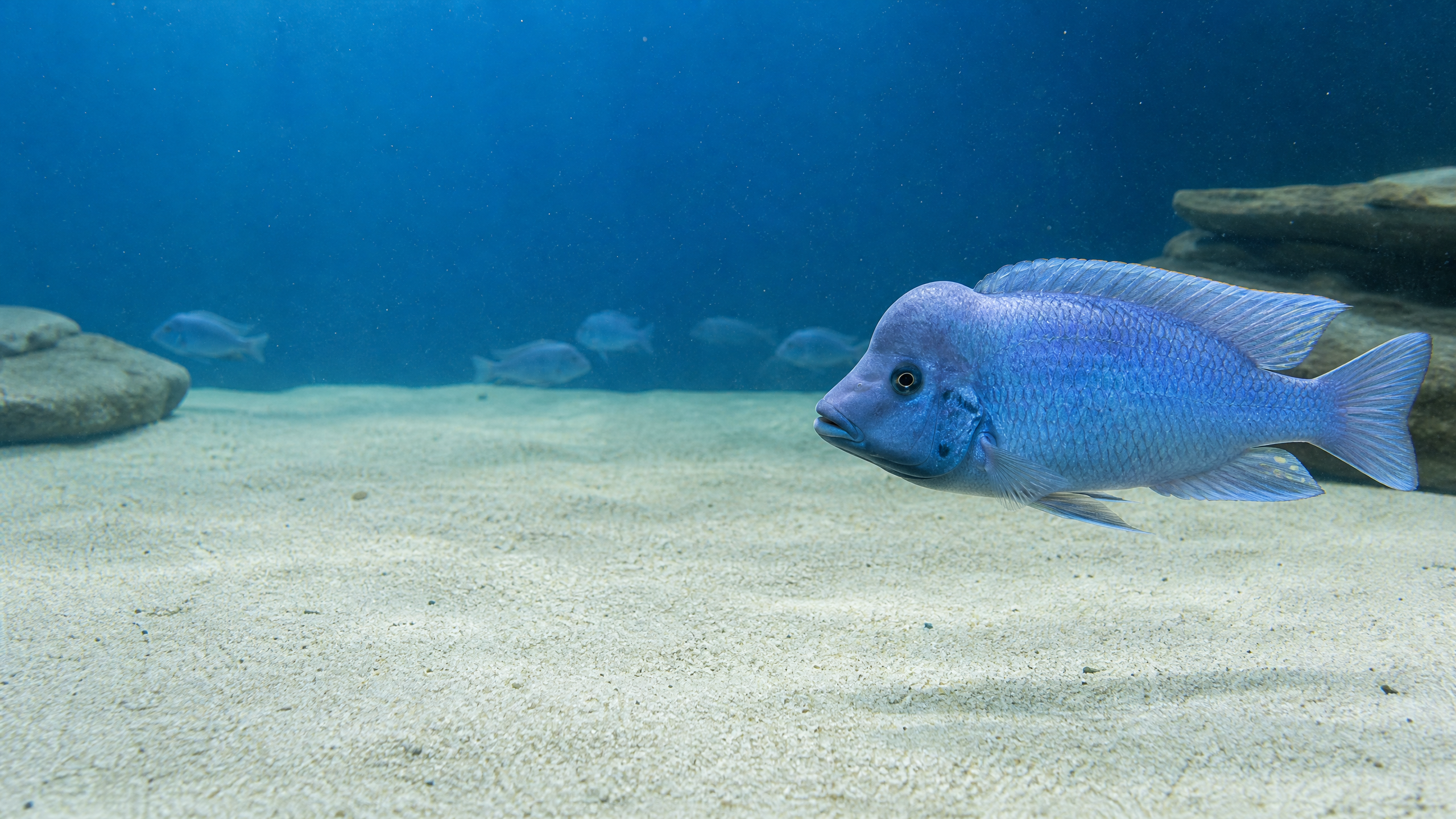 Malawi-Delfin (Cyrtocara moorii)