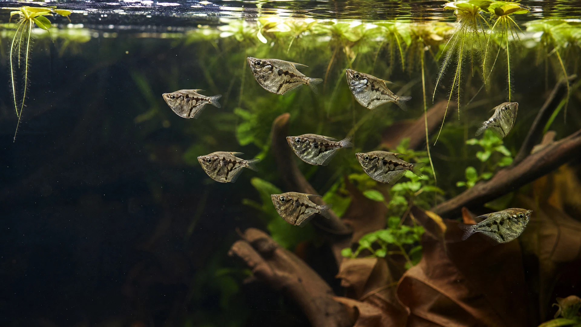 Marmorierter Beilbauchfisch (Carnegiella strigata)