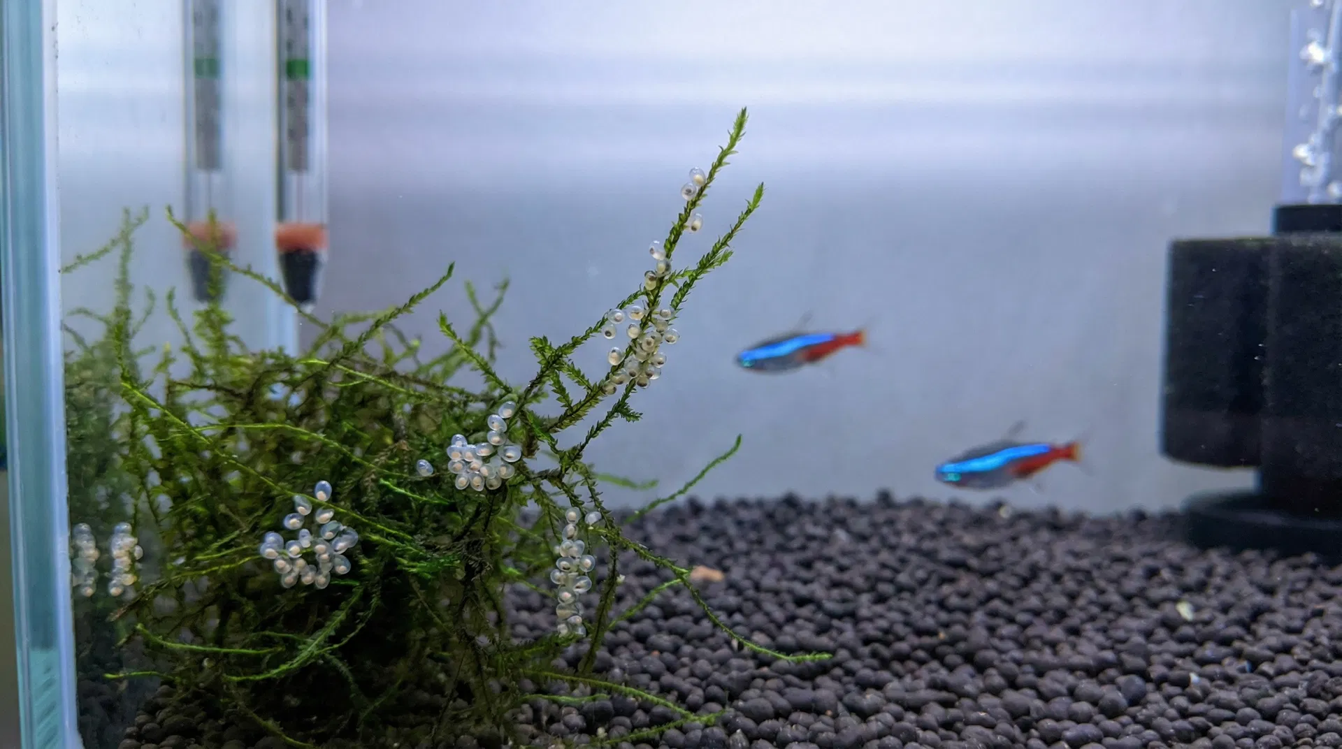 Neon-Salmler-Eier an Javamoos in einem Zuchtbecken