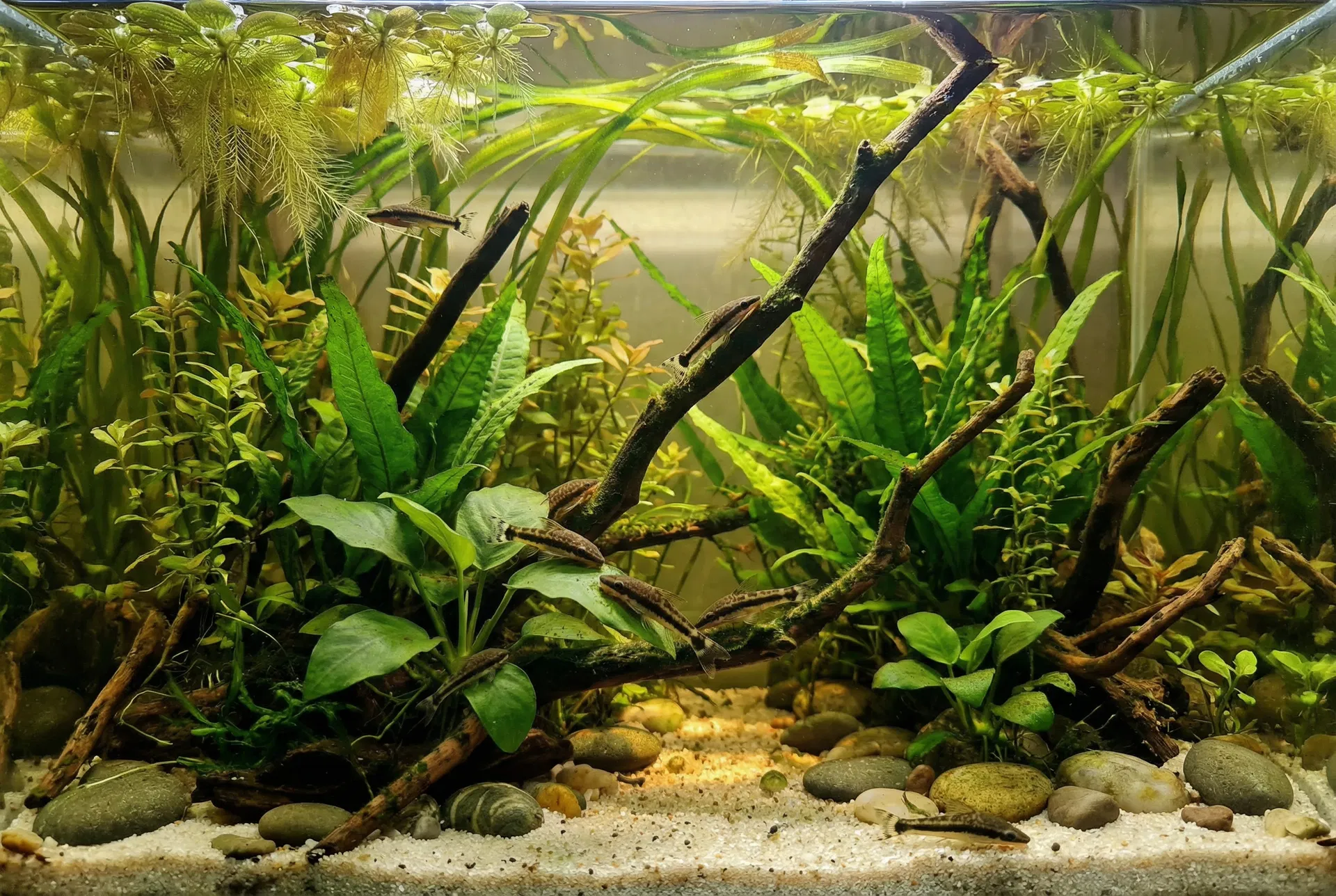 Biotop-Aquarium mit Otocinclus, dicht bepflanzt mit Amazonas-Pflanzen, Treibholz und feinem Sand