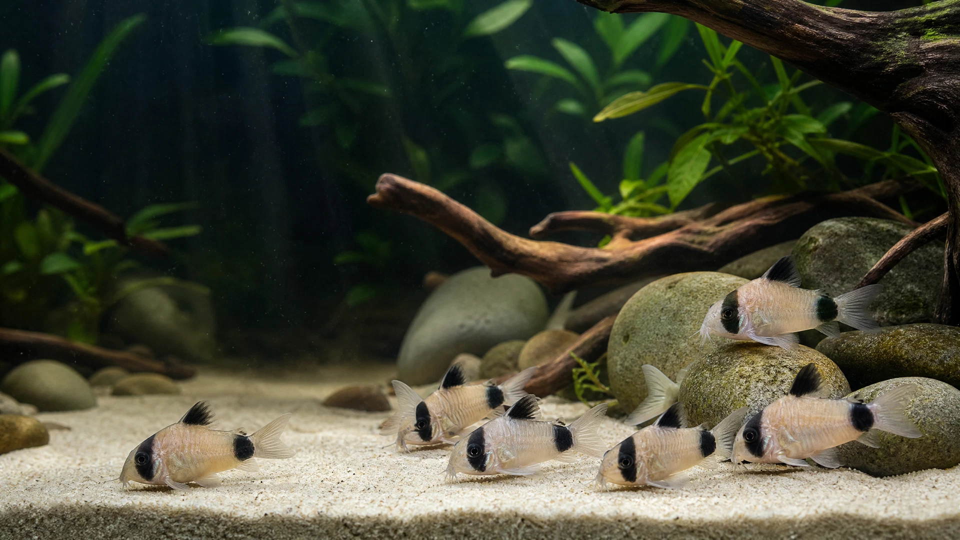 Panda-Panzerwels (Corydoras panda)