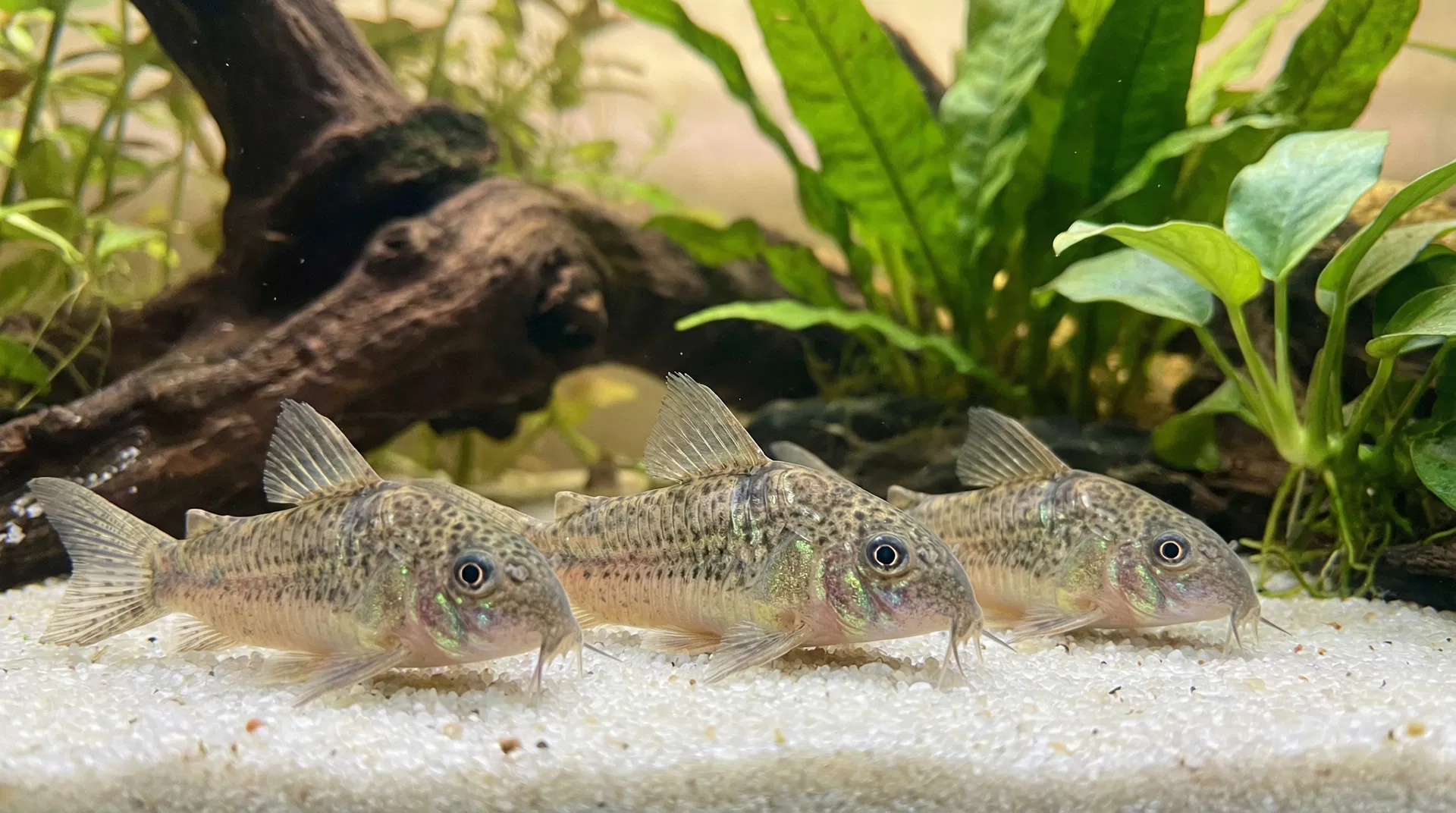Panzerwels (Corydoras spec.)