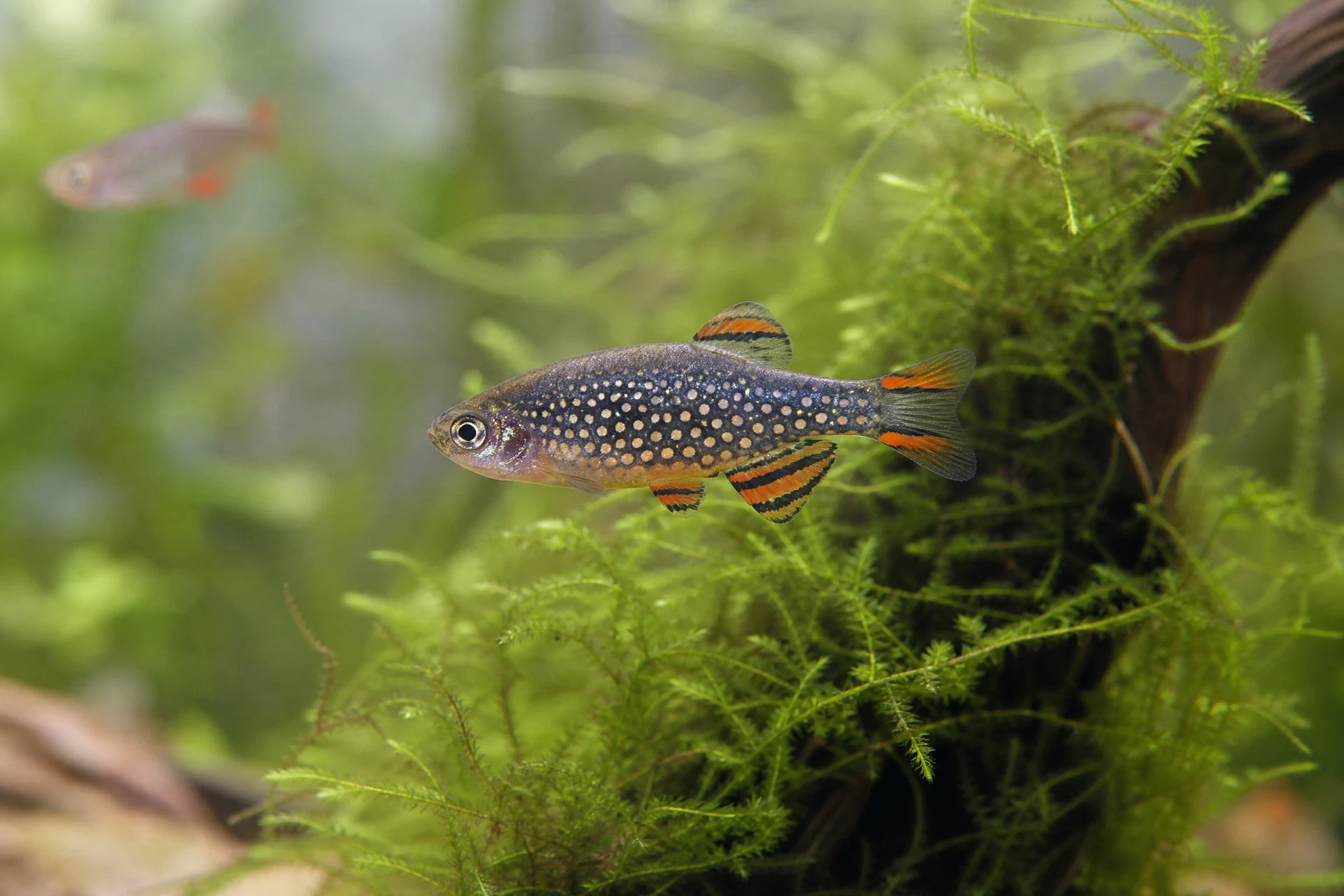 Perlhuhnbärbling (Danio margaritatus)