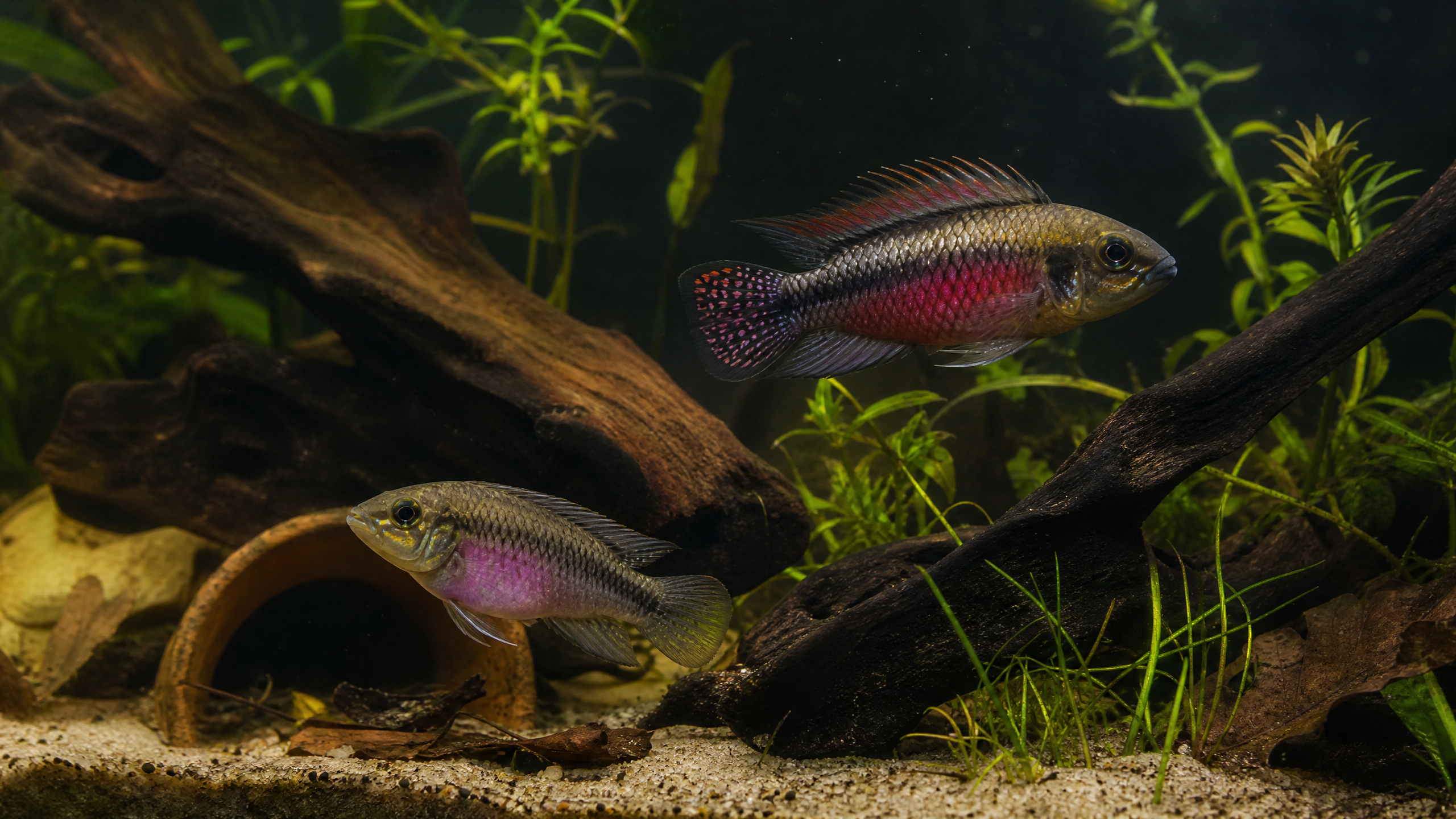 Purpurprachtbarsch (Pelvicachromis pulcher)