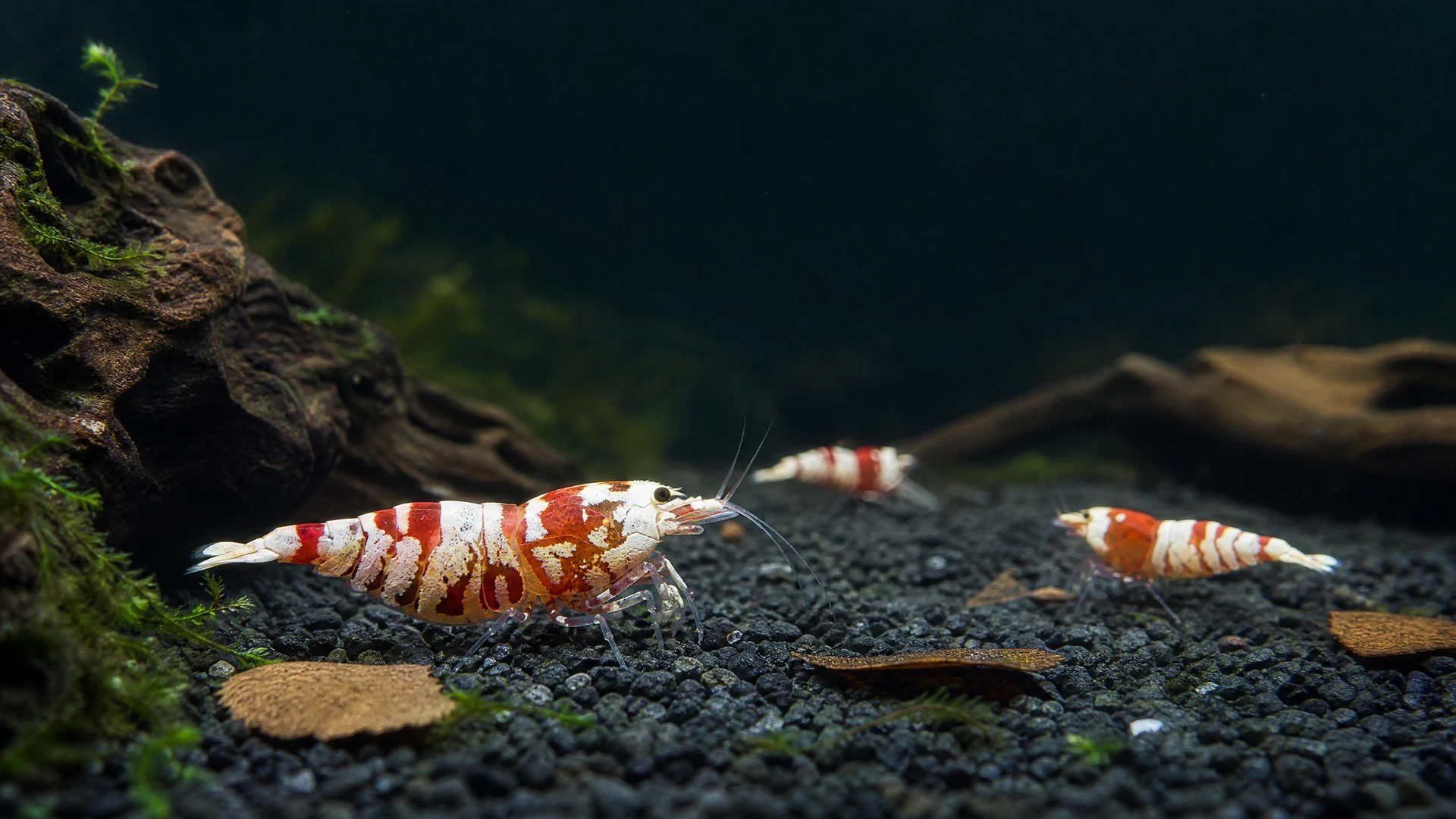Red Fancy Tiger Garnelen mit rot-weißem Muster und Tigerstreifen auf dunklem Bodengrund
