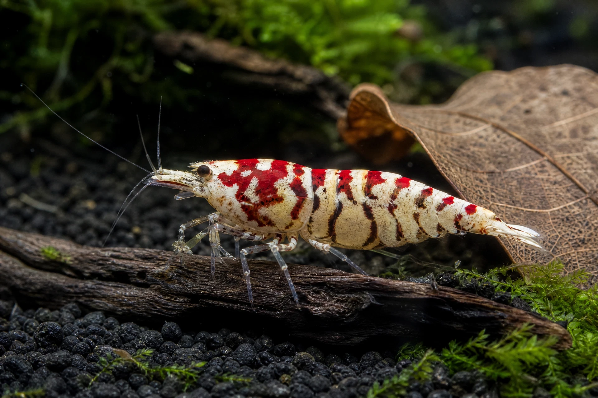 Red Fancy Tiger (Caridina sp. „Red Fancy Tiger“)