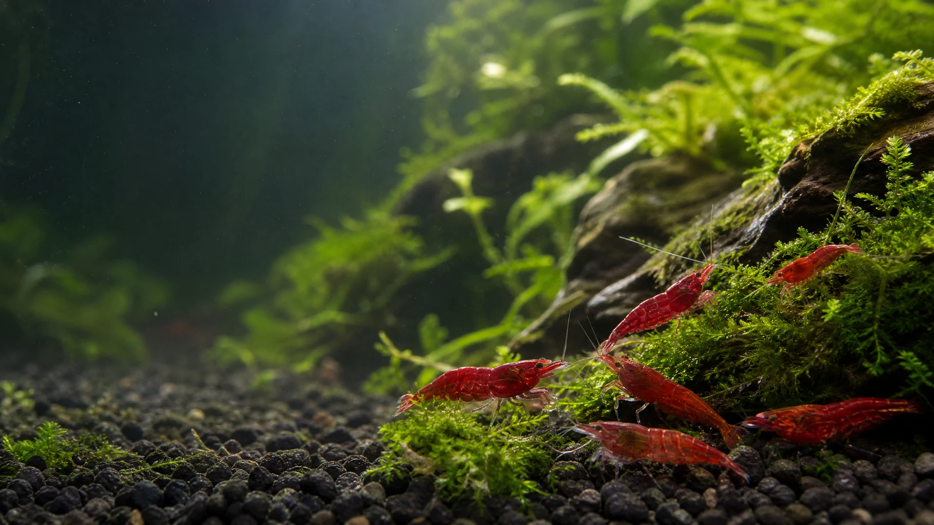 Red Fire Garnelen im bepflanzten Aquarium