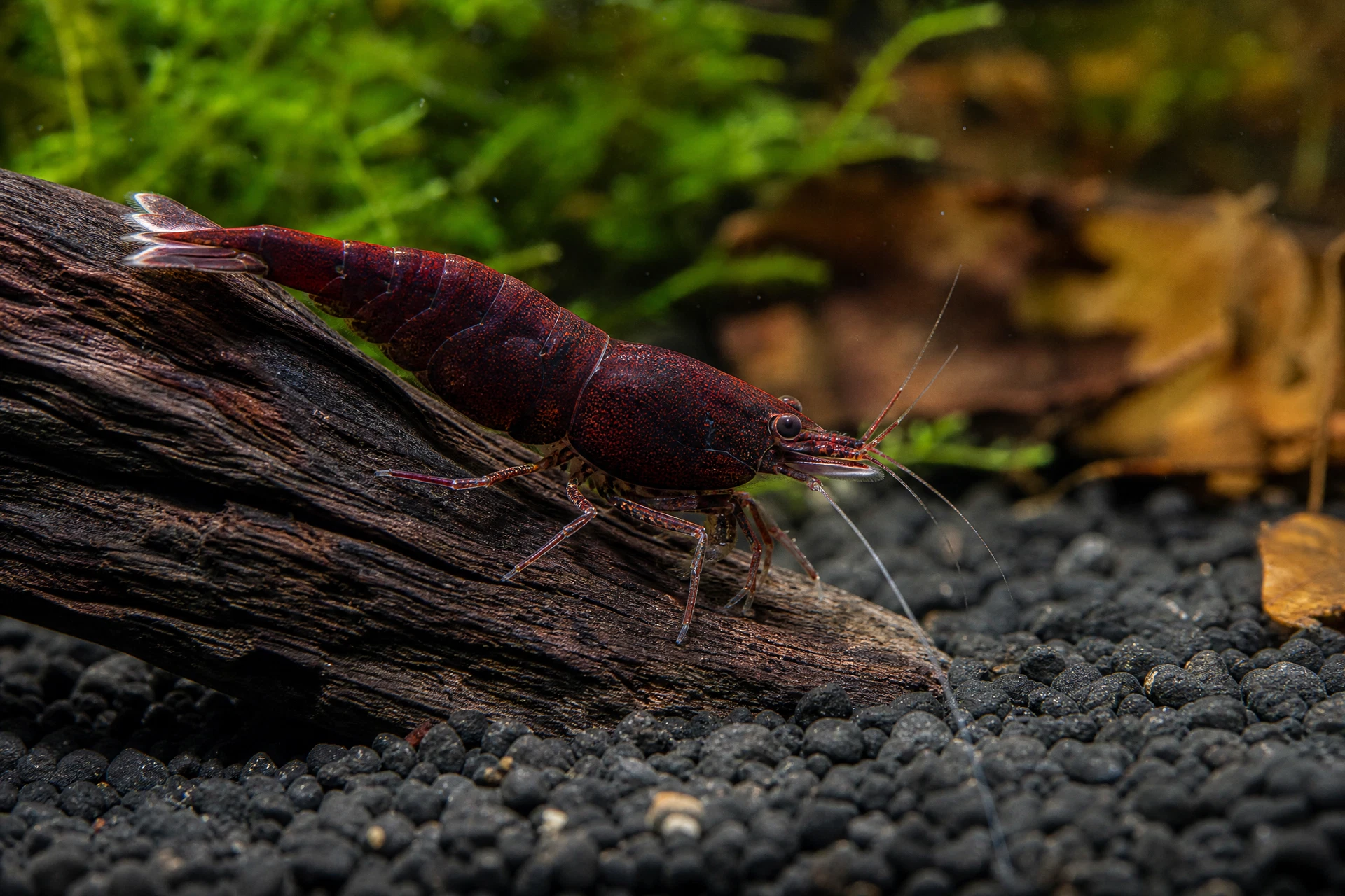 Red Onyx Garnele (Neocaridina davidi „Red Onyx“)