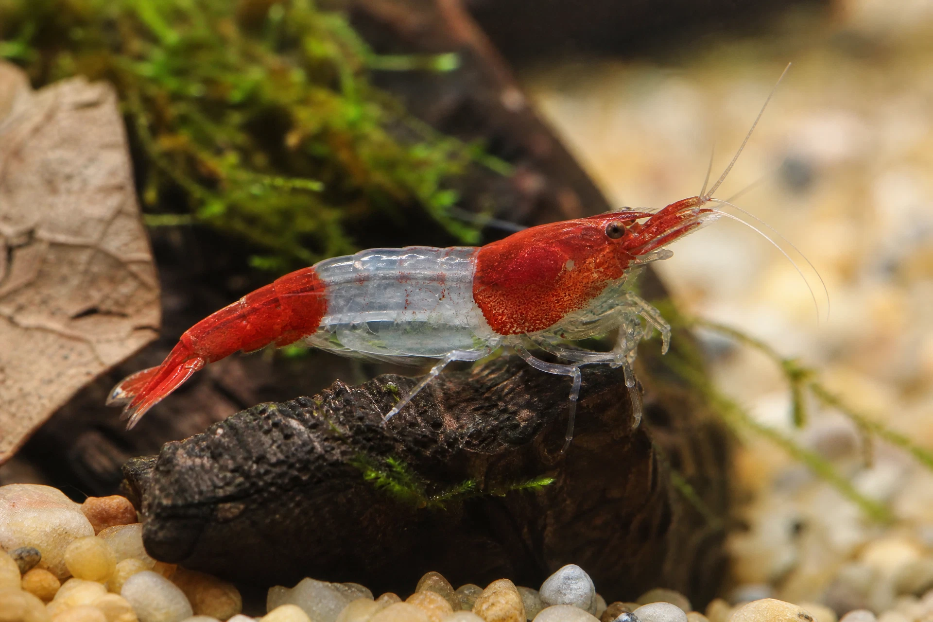Red Rili Garnele (Neocaridina davidi „Red Rili“)