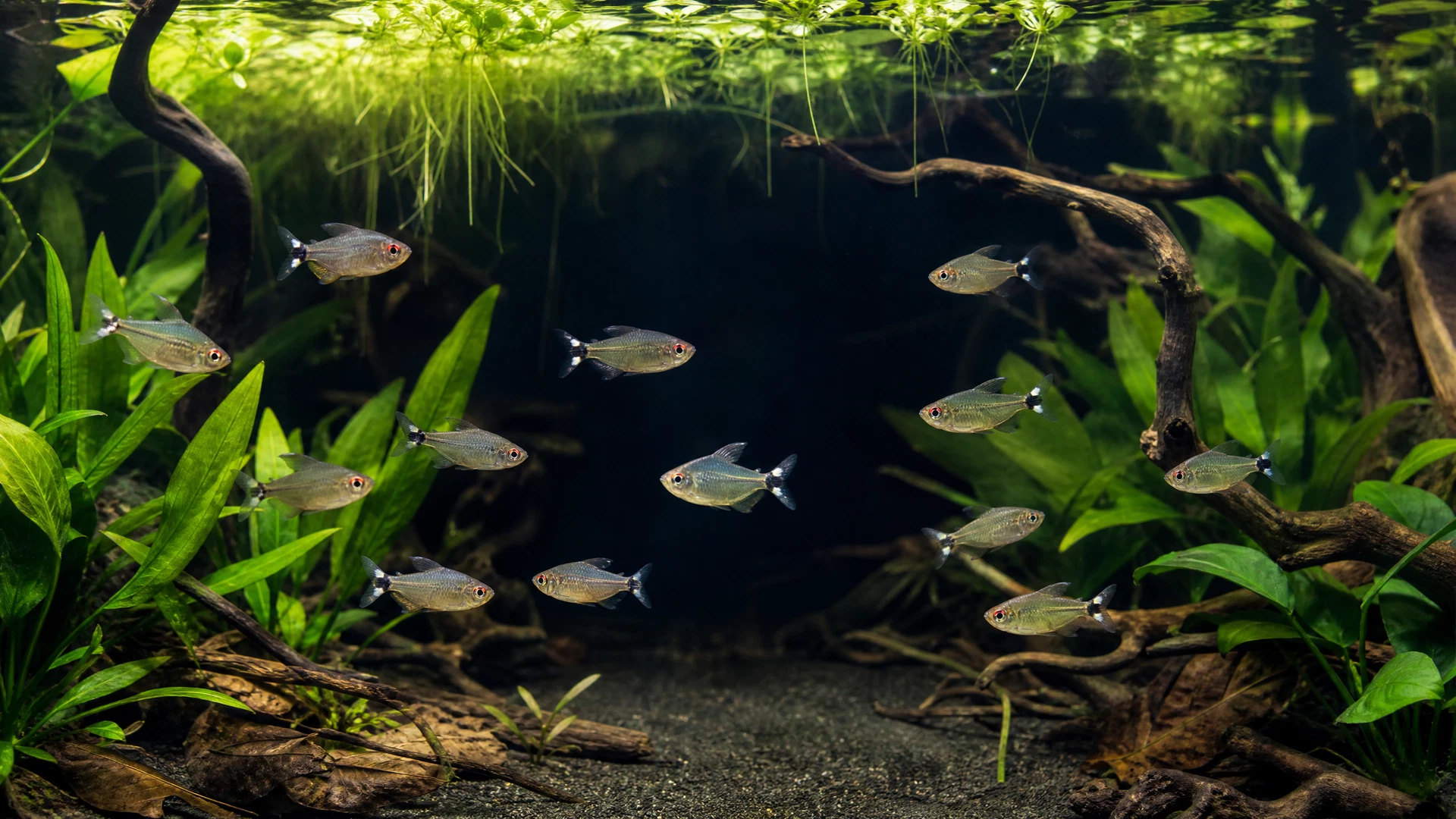 Rotaugensalmler (Moenkhausia sanctaefilomenae)