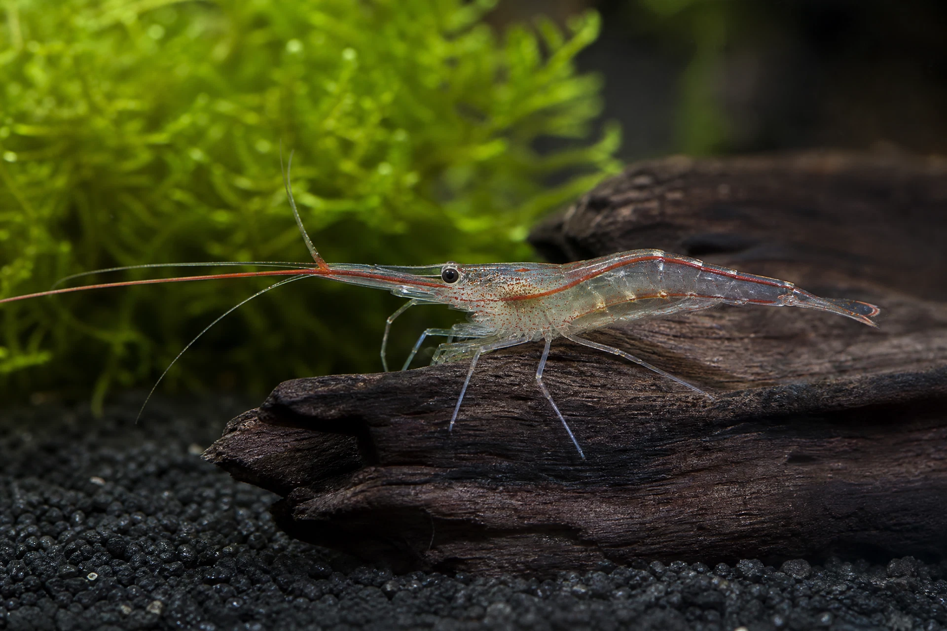 Rote Nashorngarnele (Caridina gracilirostris)