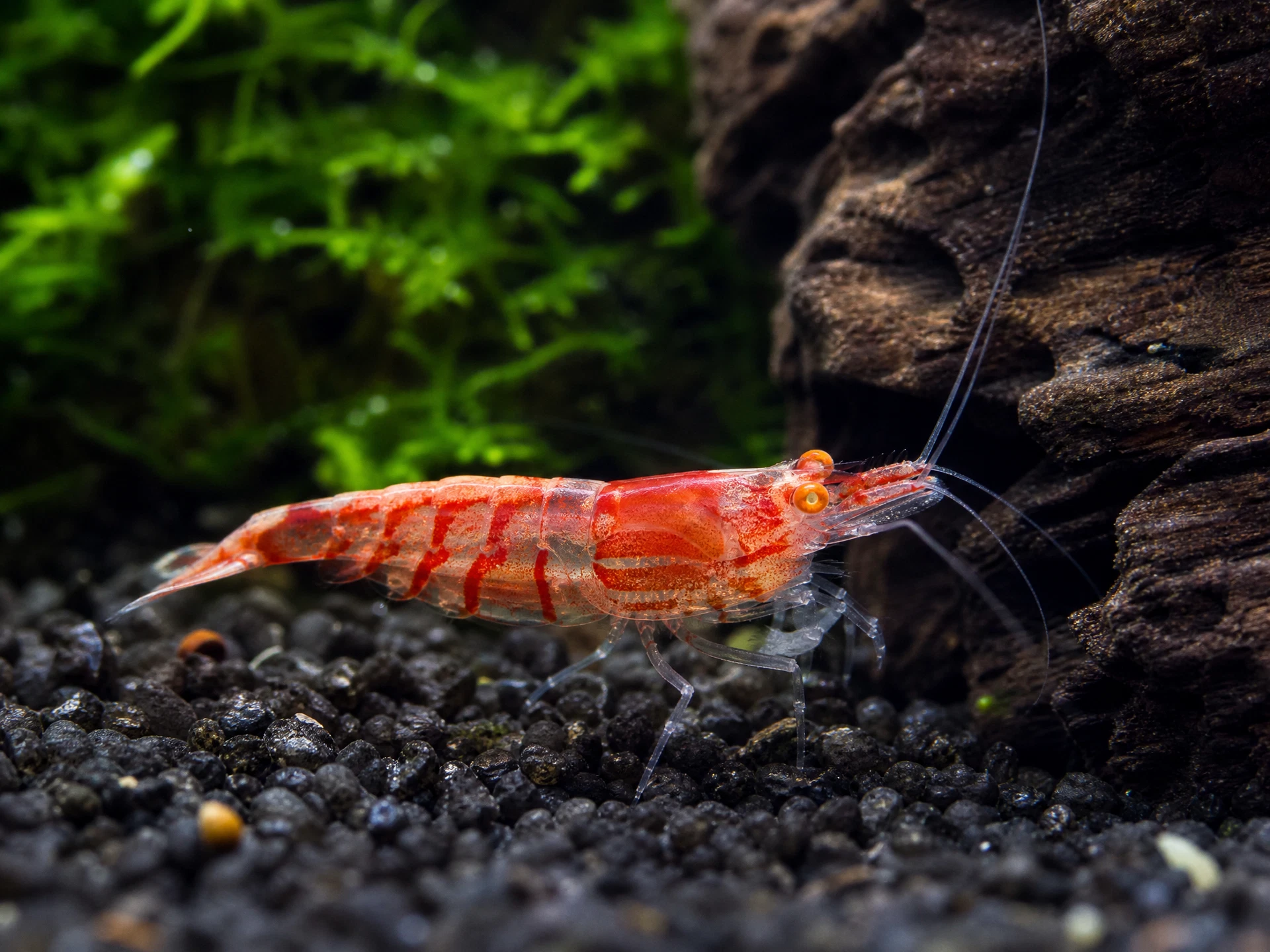 Rote Tigergarnele Orange Eye (Caridina mariae „Red“)
