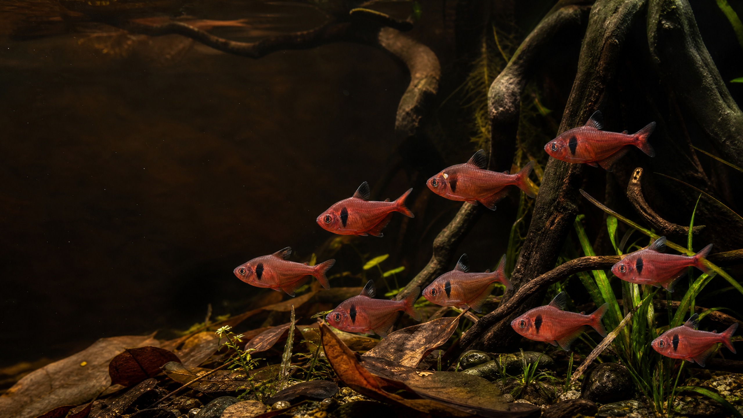 Roter Phantomsalmler (Hyphessobrycon sweglesi)
